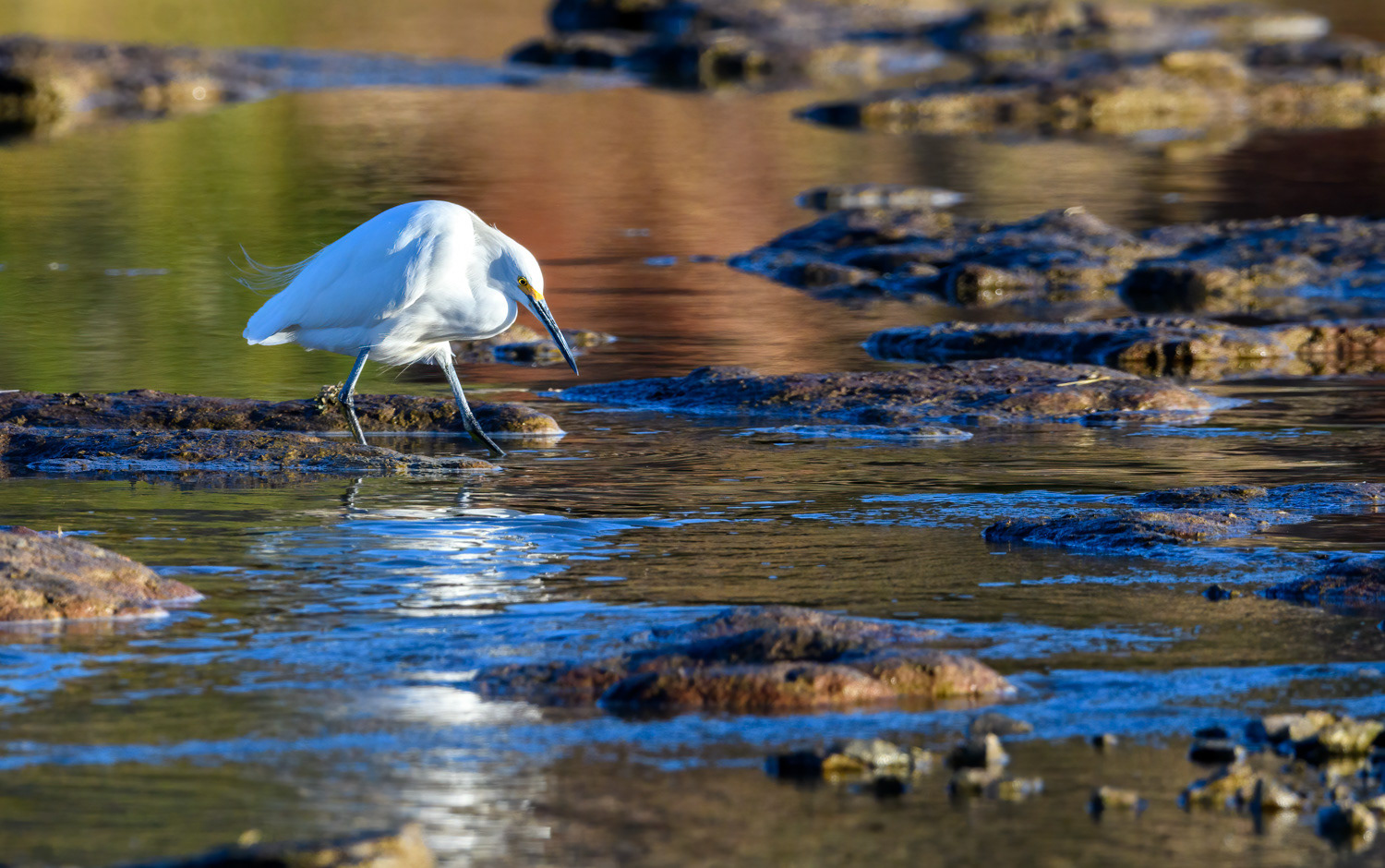 Snowy Egret