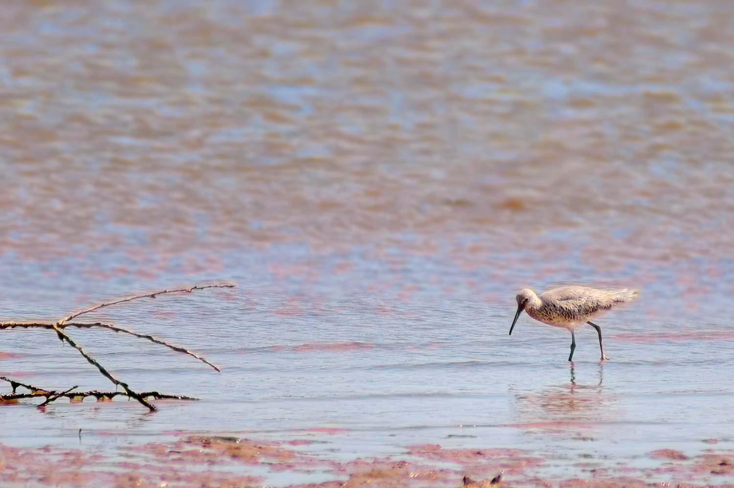 Willet