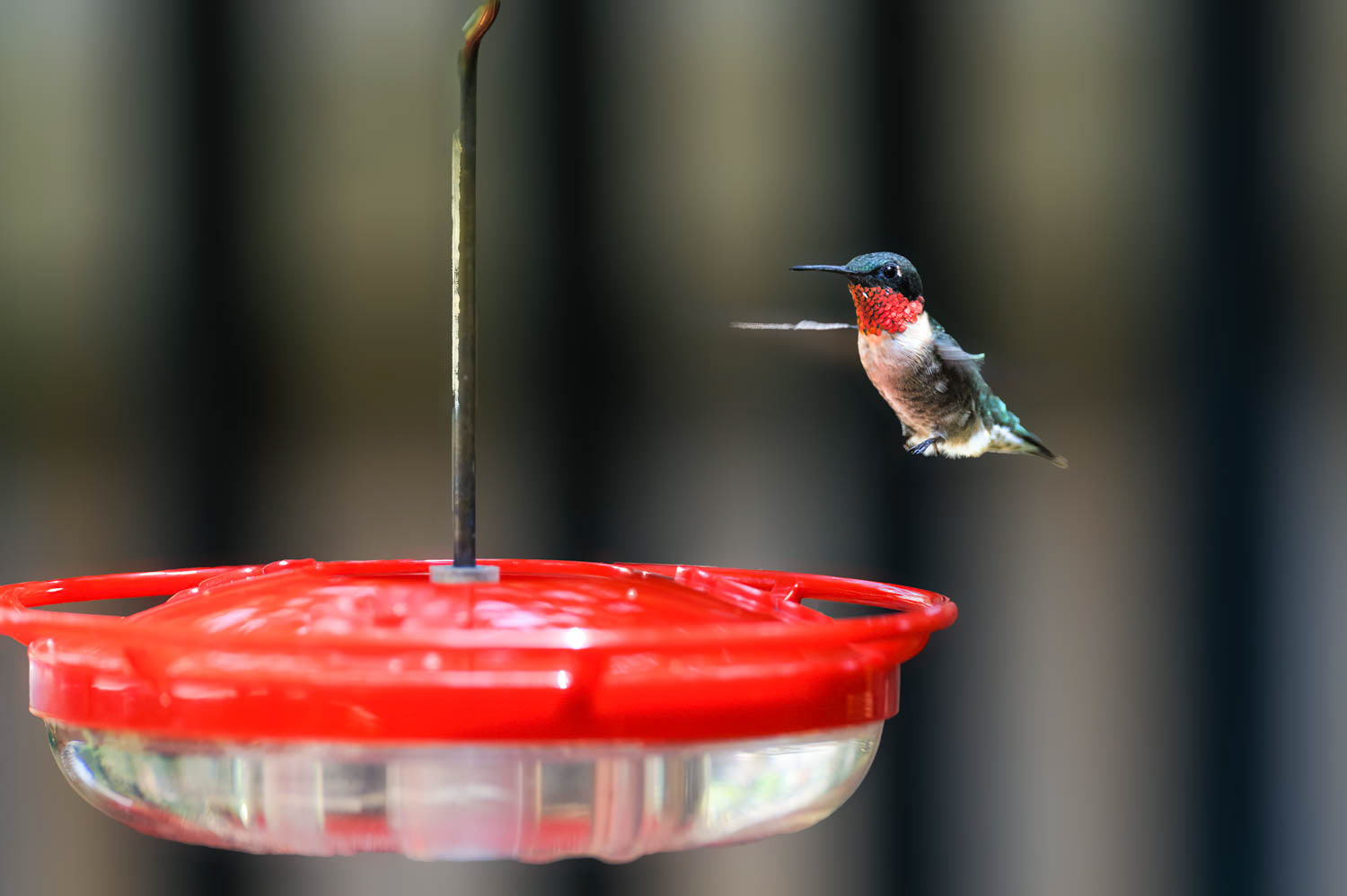 Ruby-throated Humming Bird