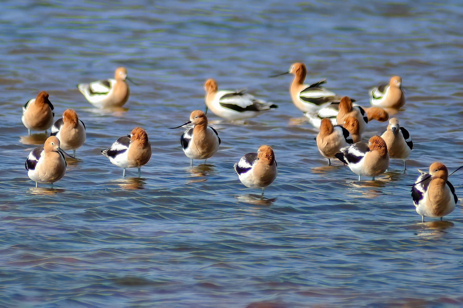 American Avocets