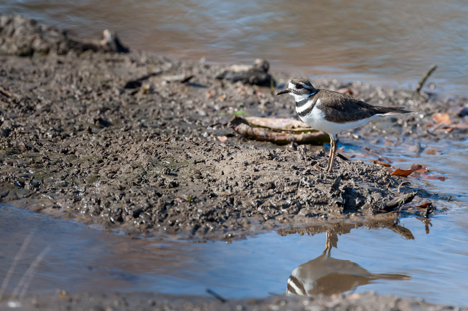 Killdeer