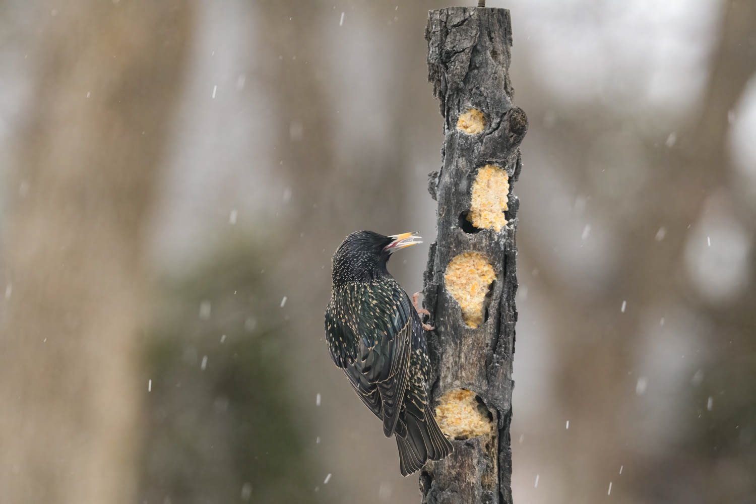 European Starling