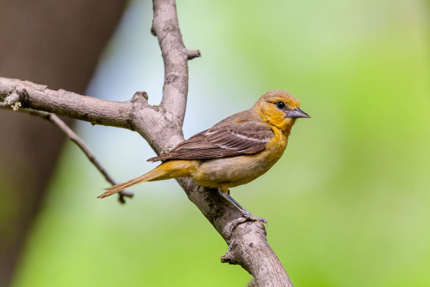 Baltimore Oriole - Female