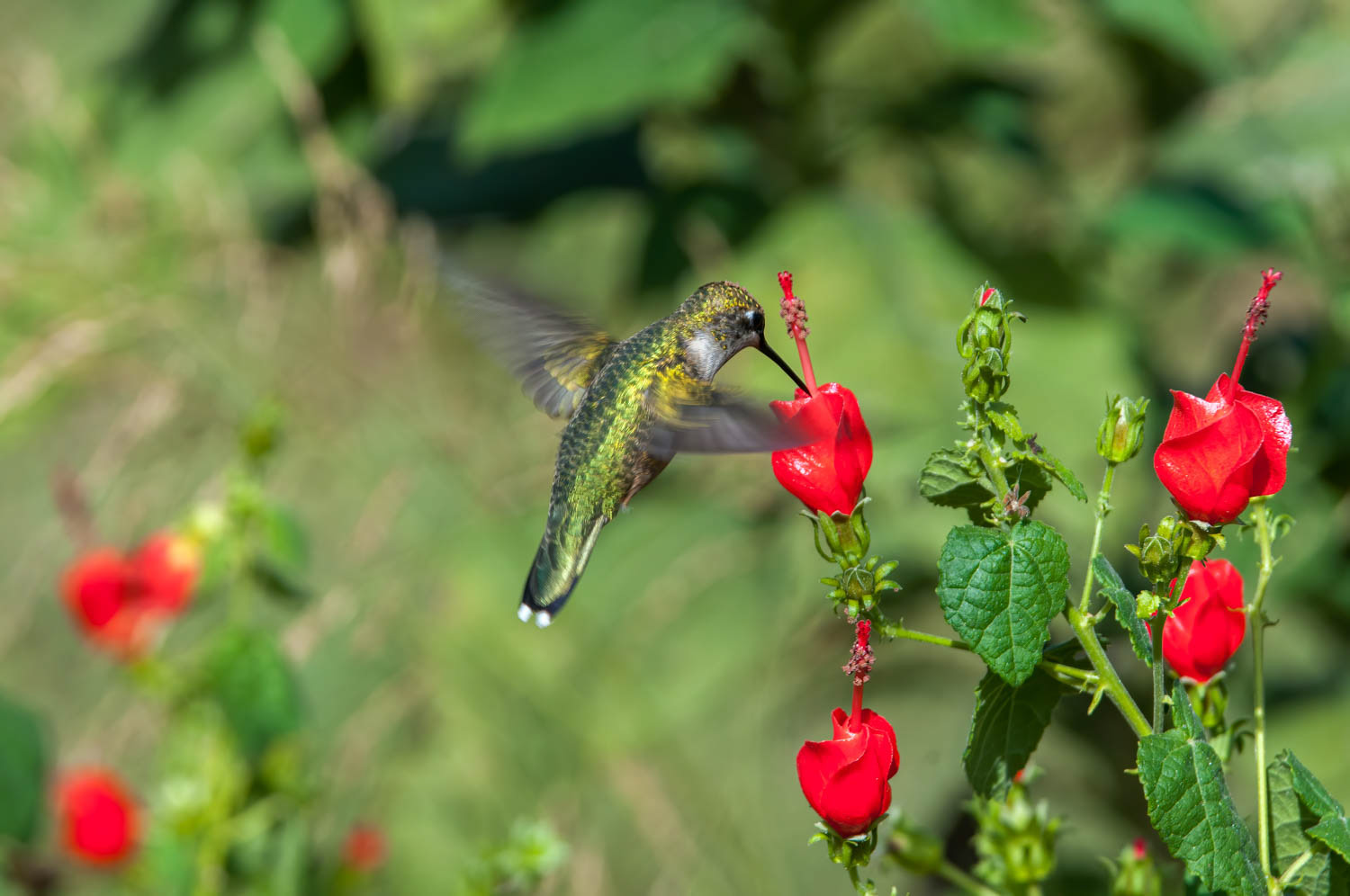 Ruby-throated Humming Bird