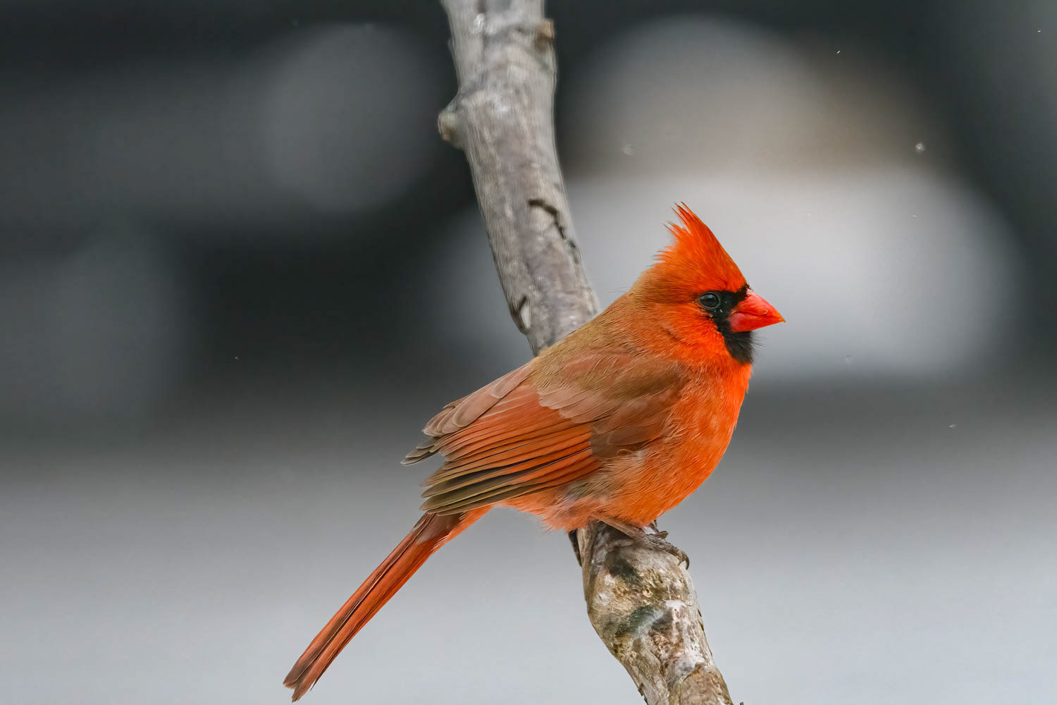 Northern Cardinal - Male