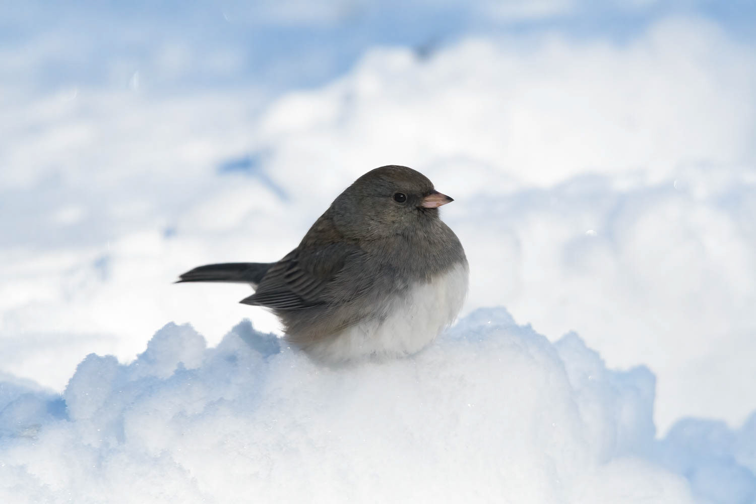 Oregon Junco
