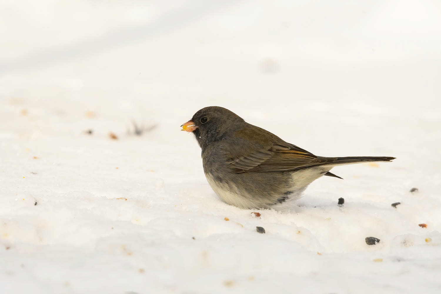 Oregon Junco