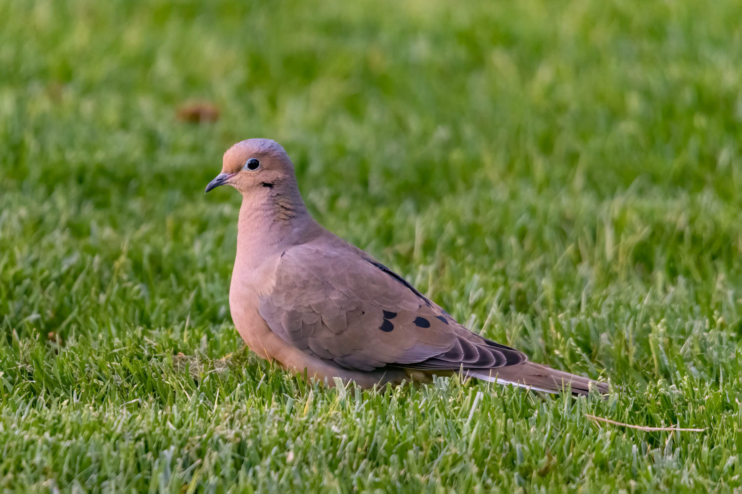 Mourning Dove