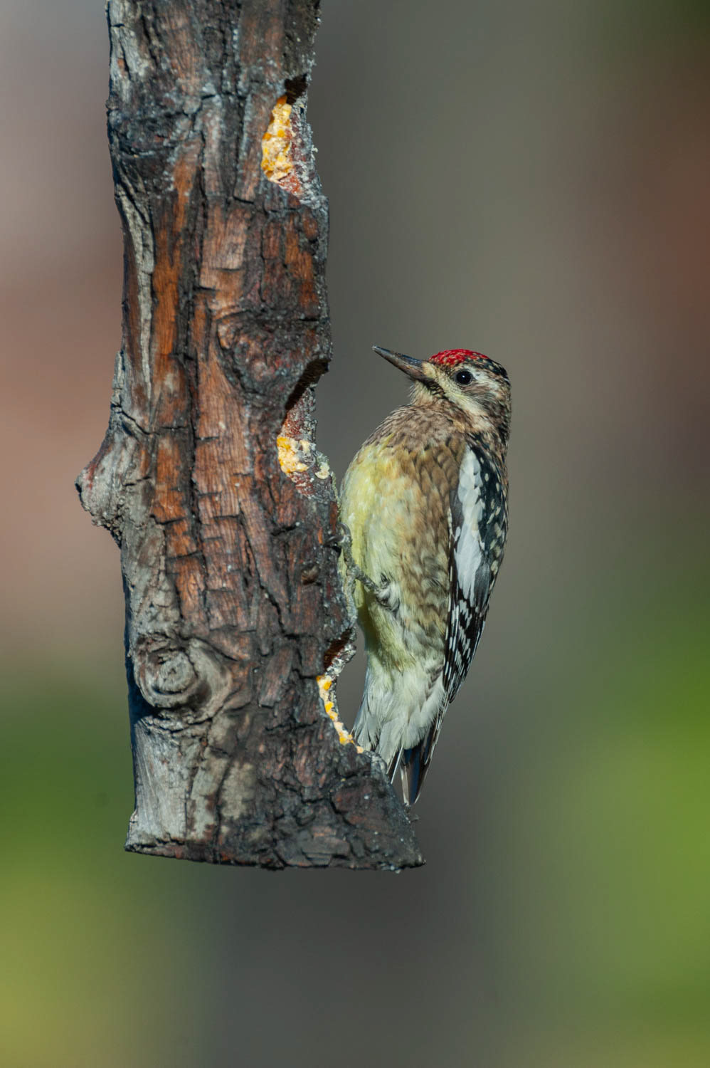 Yellow-bellied Sapsucker