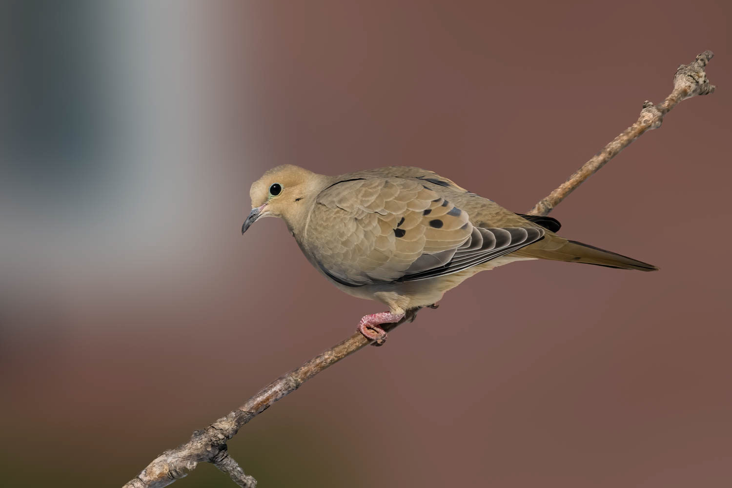 Mourning Dove