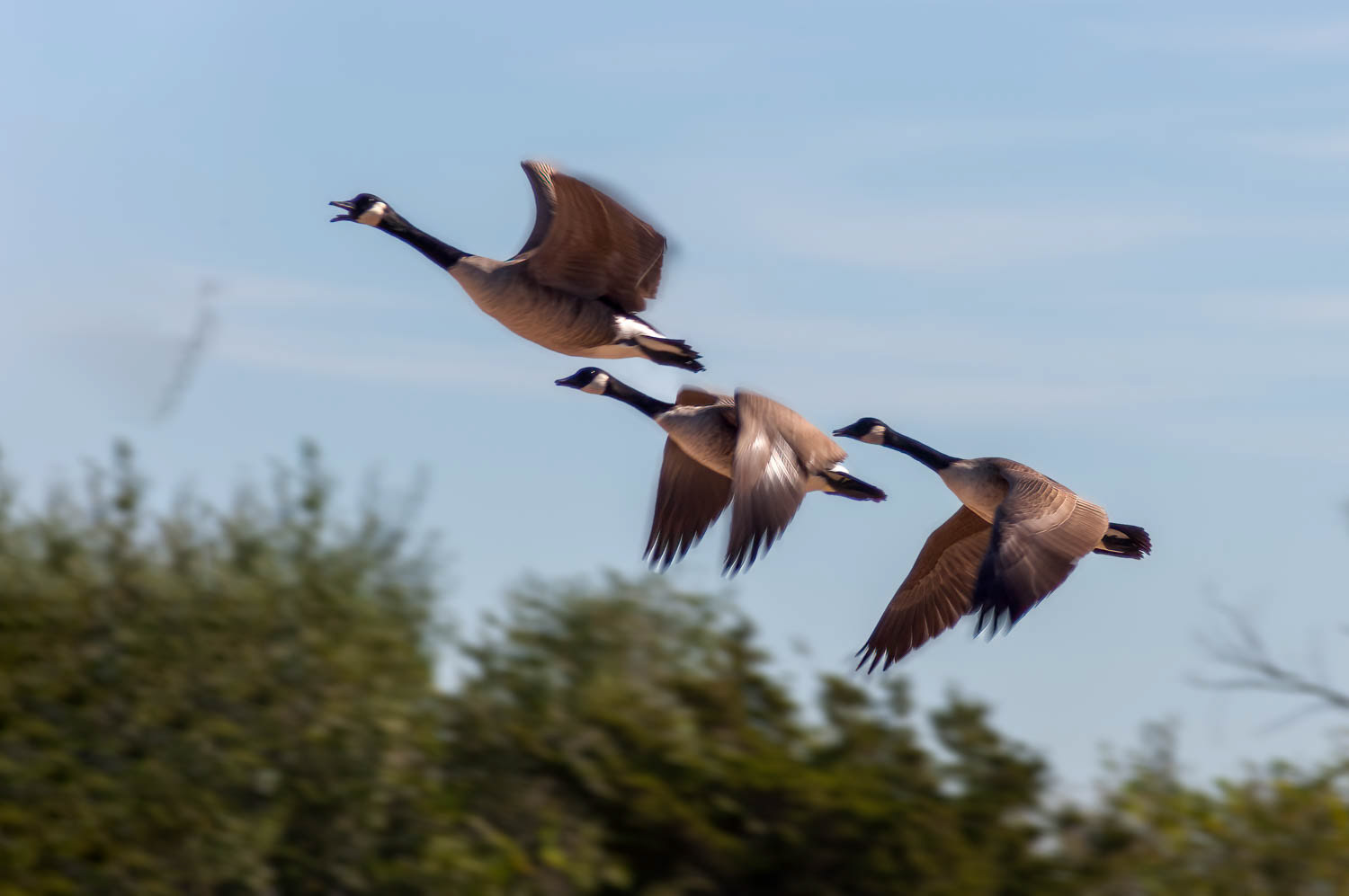 Canada Geese