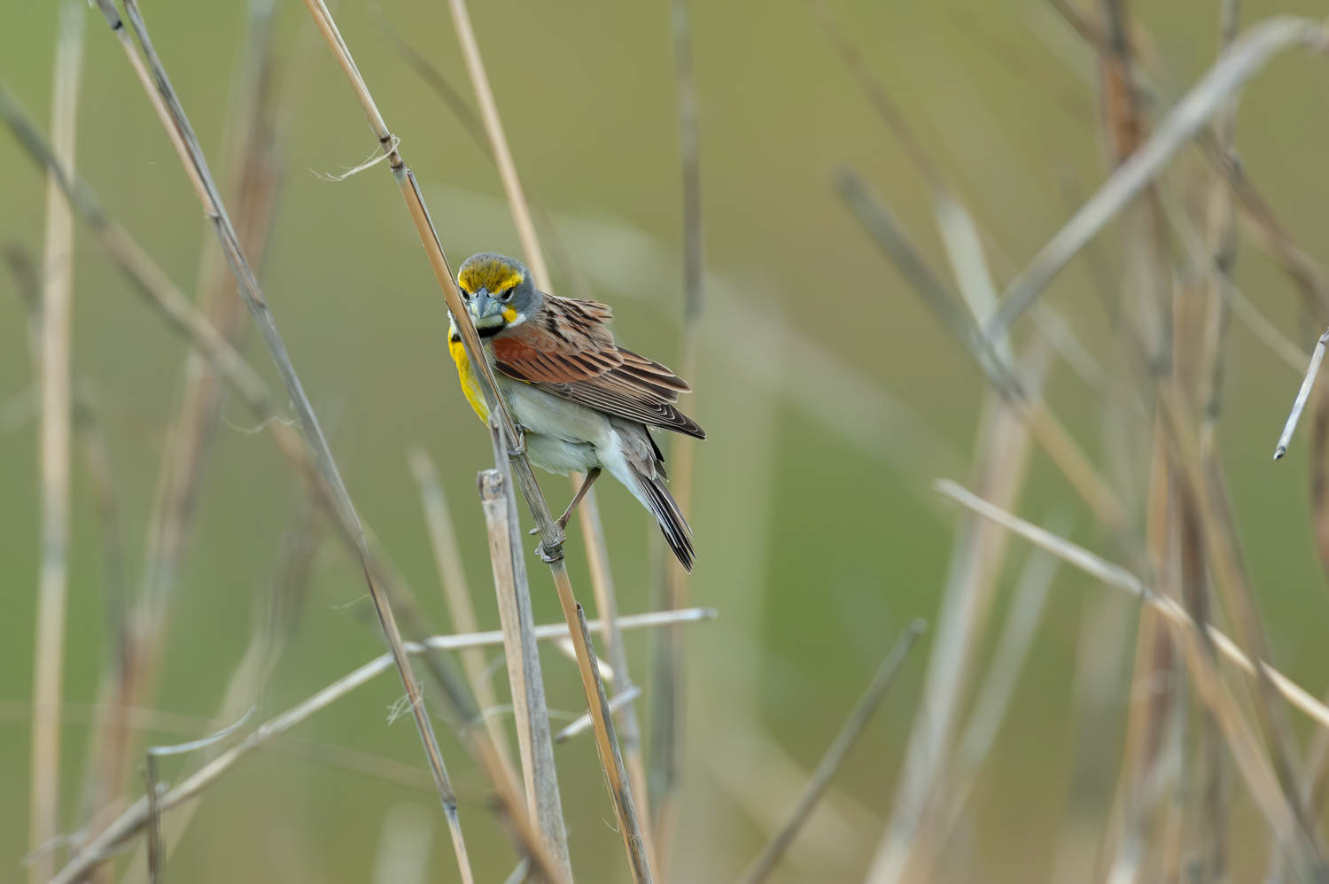 Dickcissel=Male