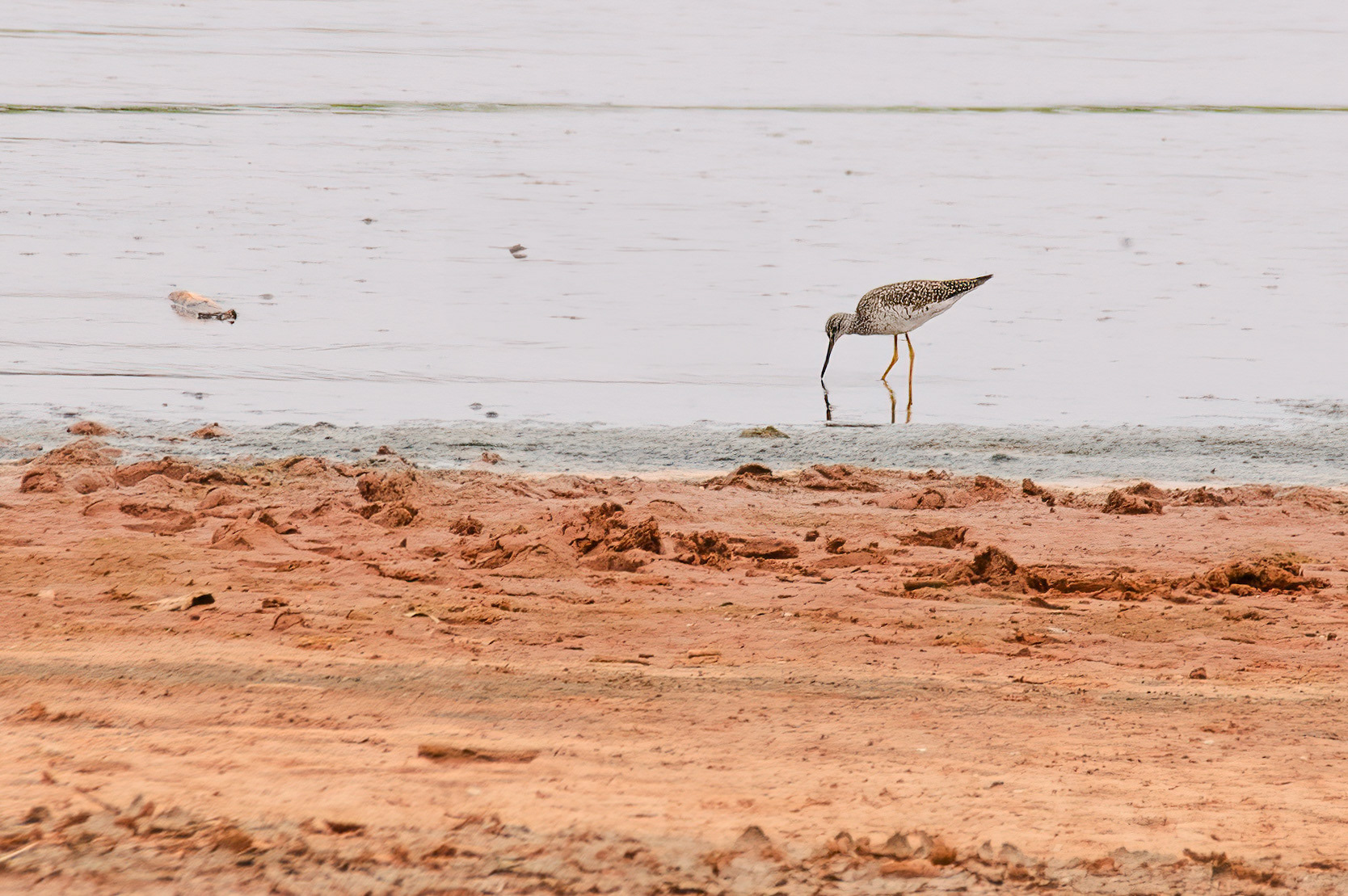 Greater Yellowlegs (Tringa melanoleuca)