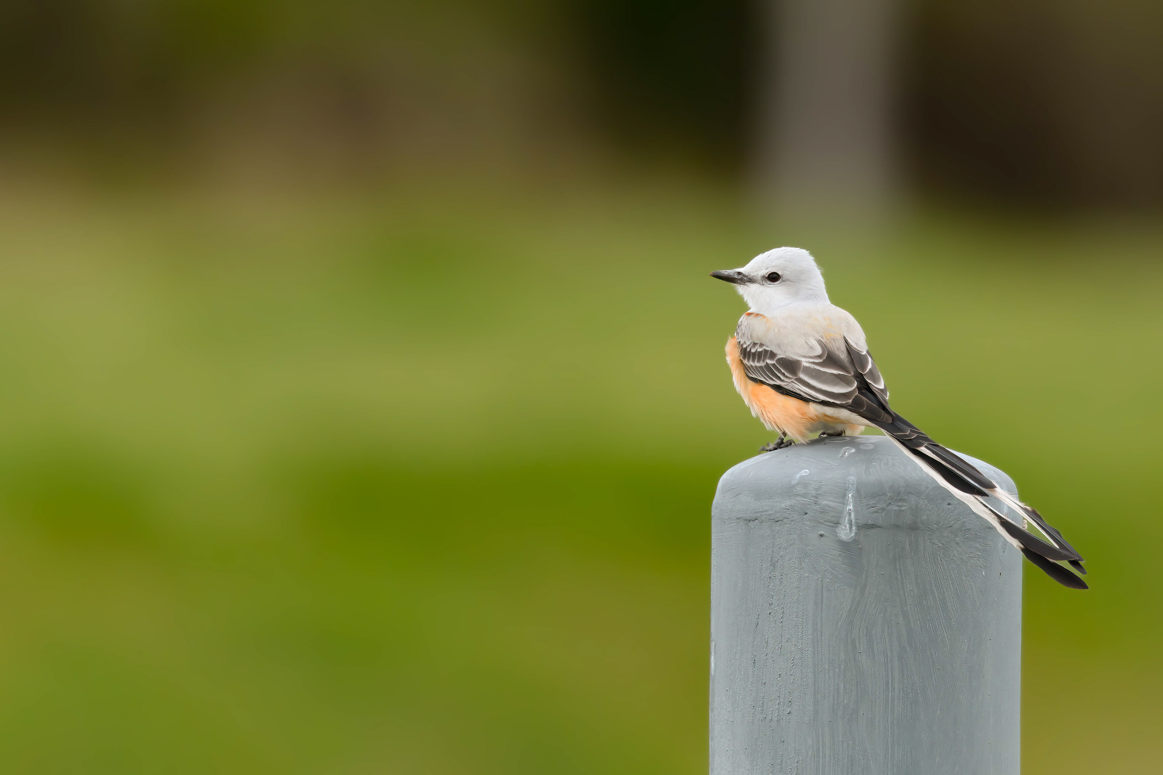 Scissor-tailed flycatcher