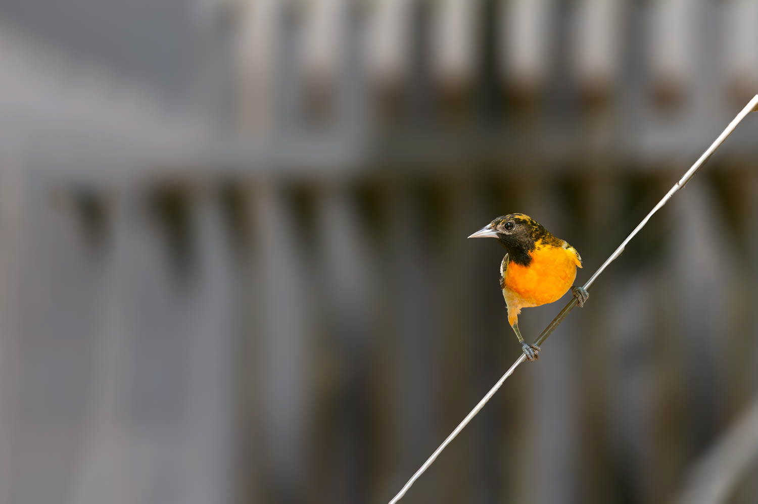 Baltimore Oriole