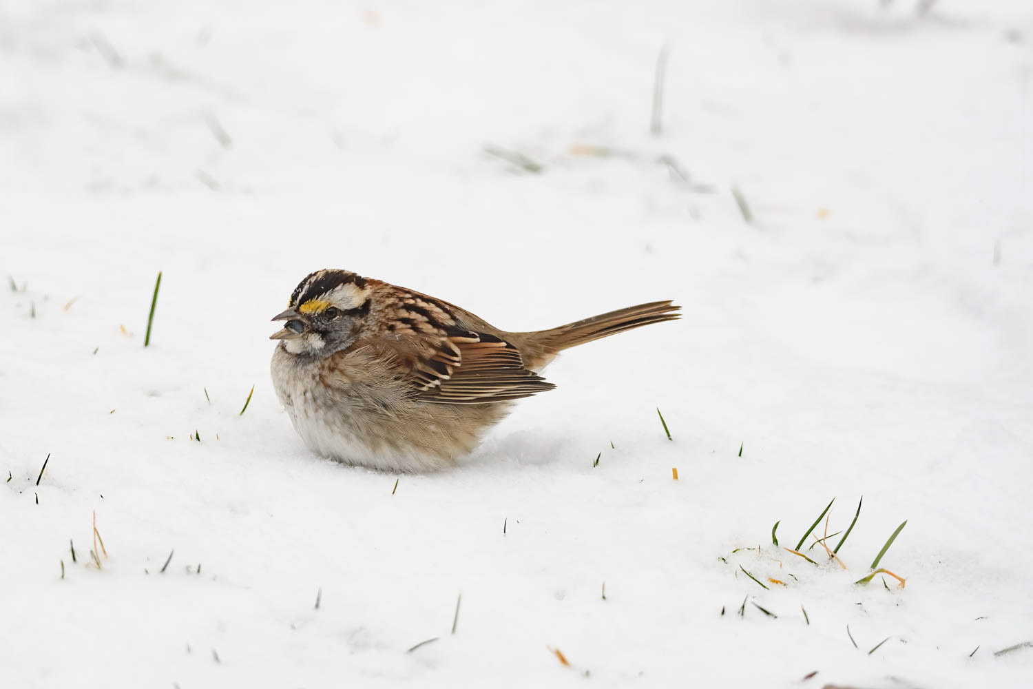 White-throated Sparrow