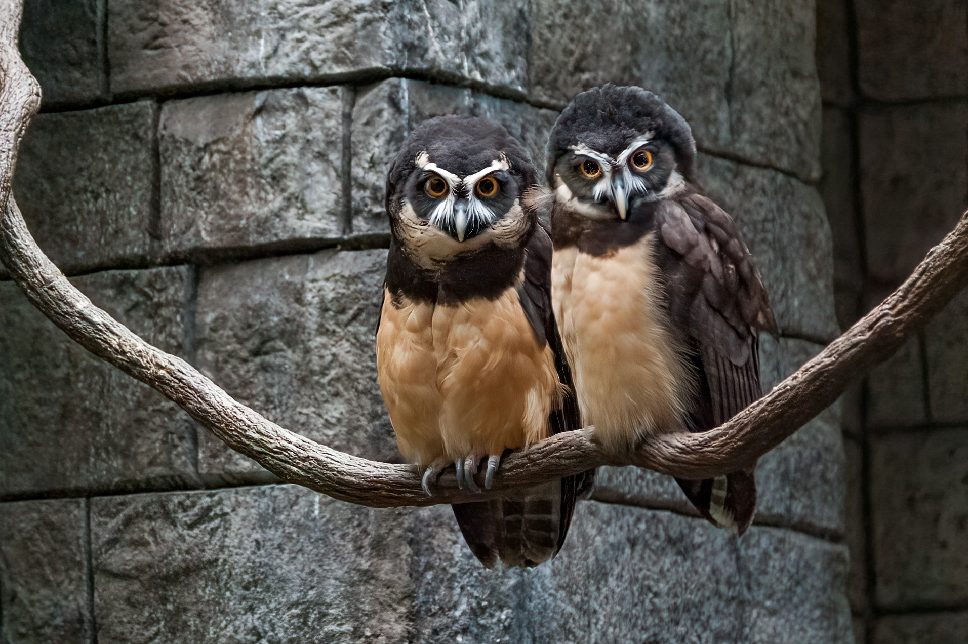 Spectacled Owls  (Pulsatrix perspicillata