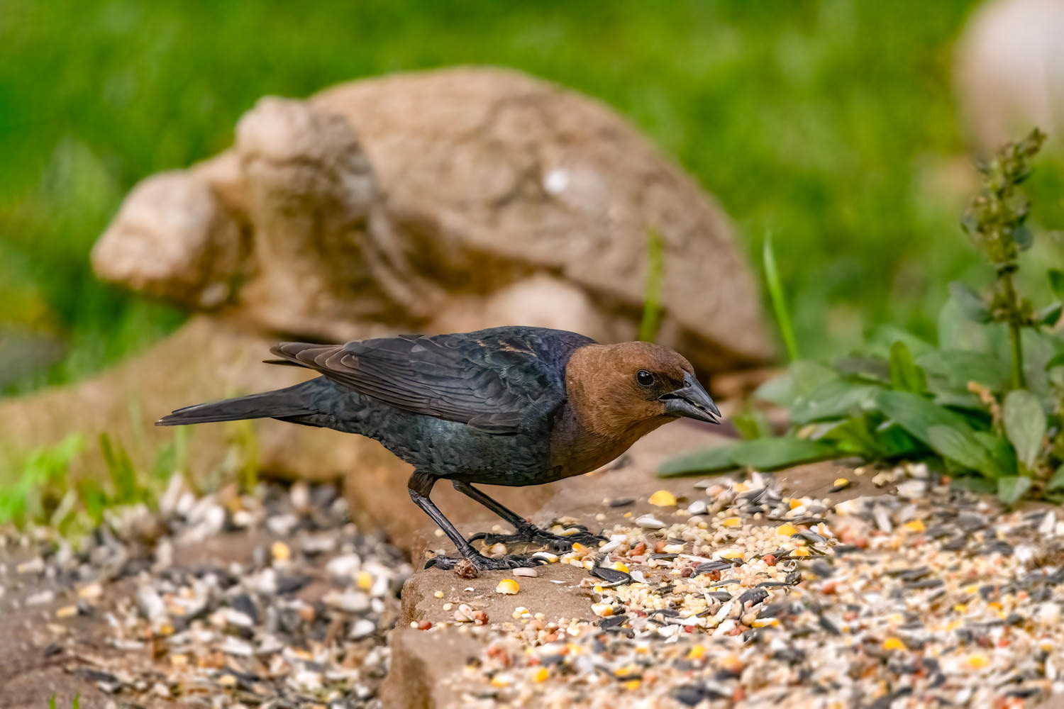 ded Cowbird-Male
