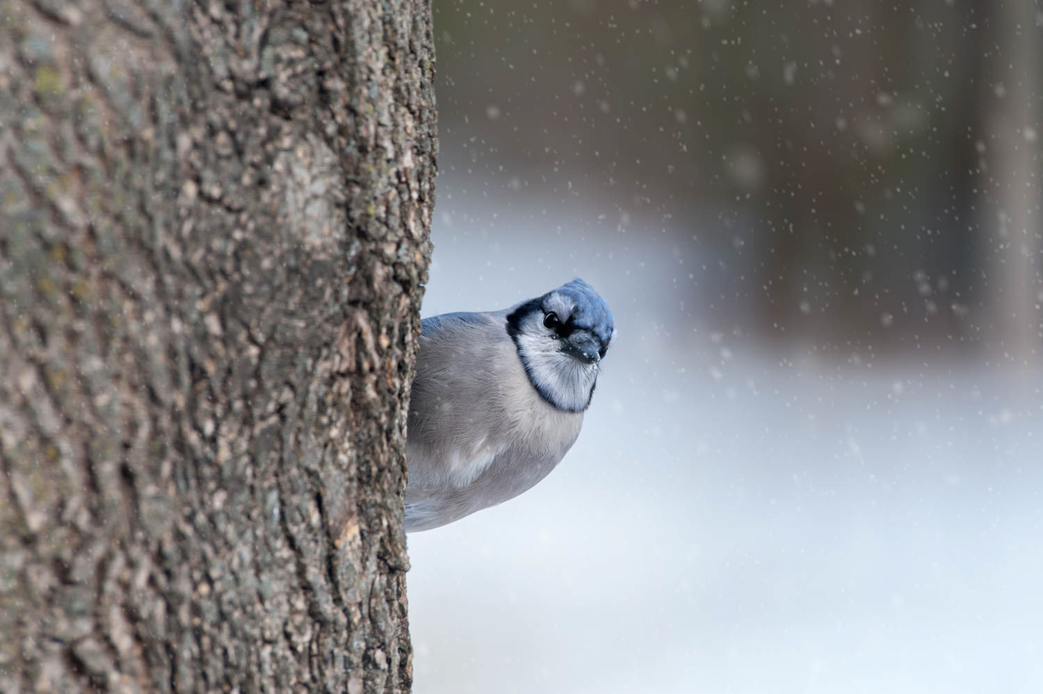 Bluejay