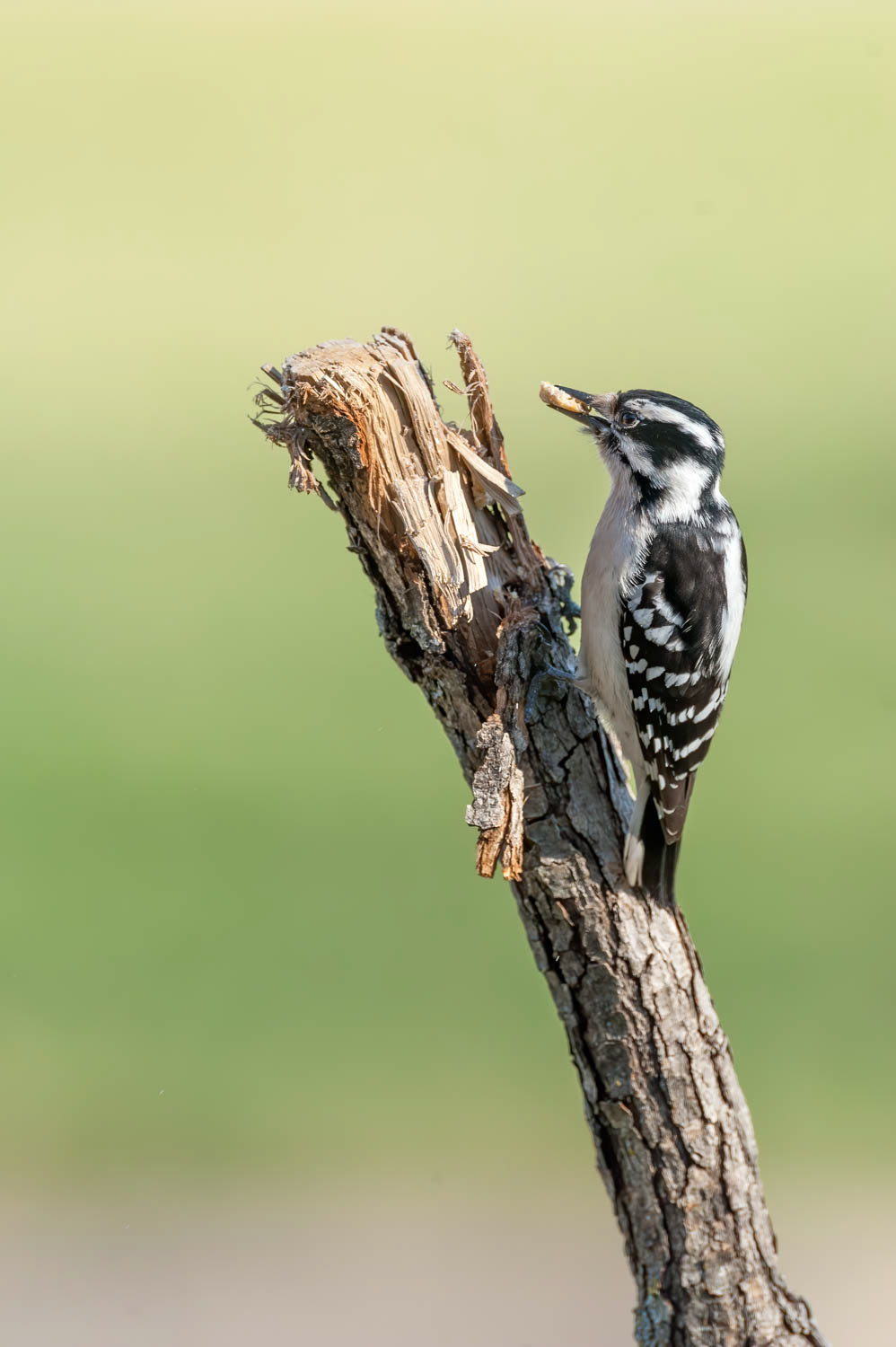 Downy Woodpeclers Female