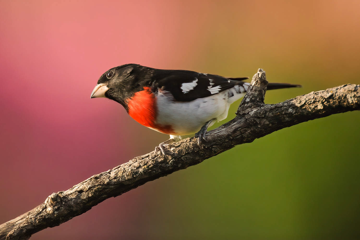 Rose-breasted Grosbeak-Male