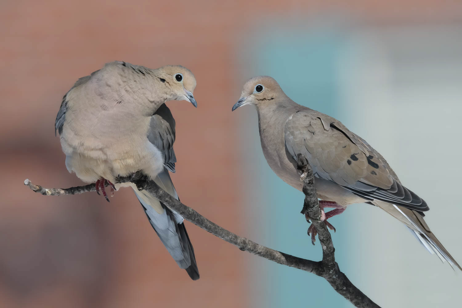 Mourning Dove