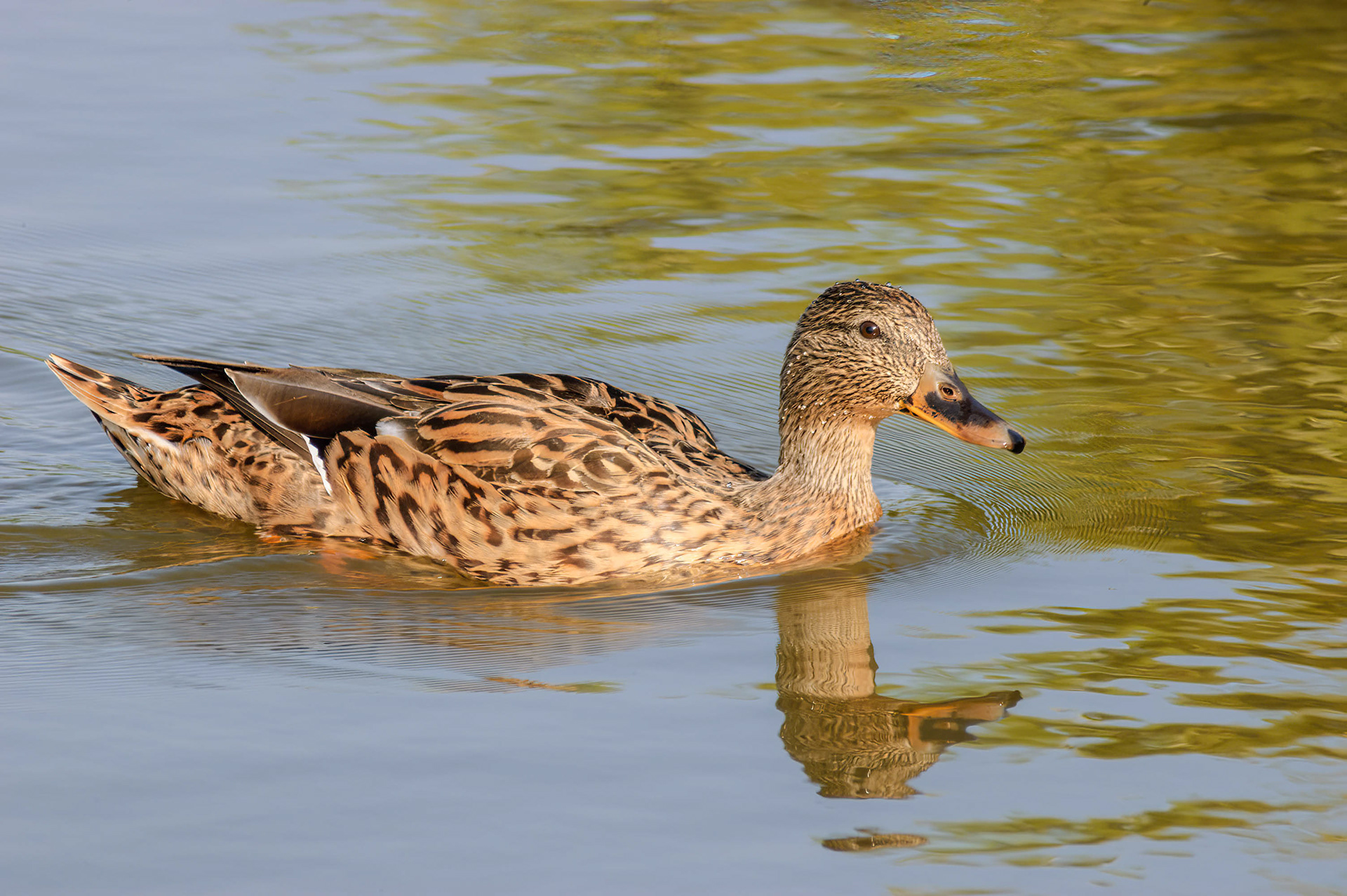 Mallard Hen