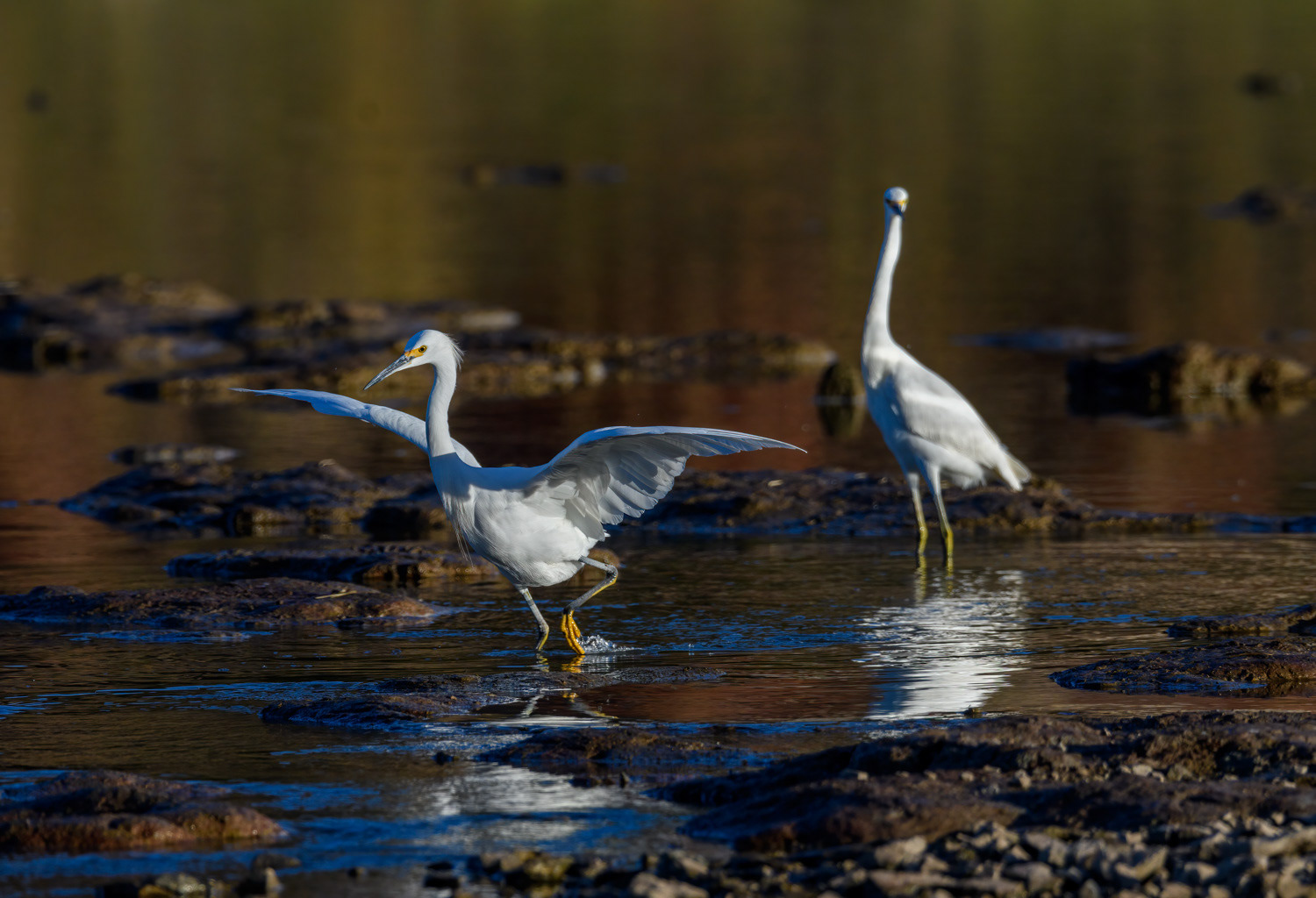 Snowy Egrets