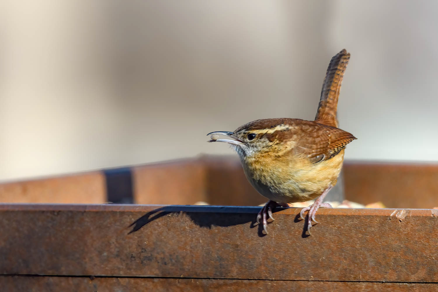 Carolina Wren