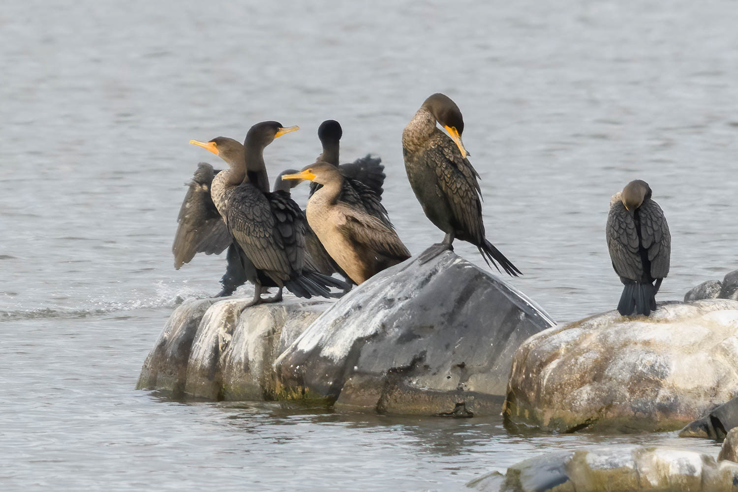 Double-crested Cormorant