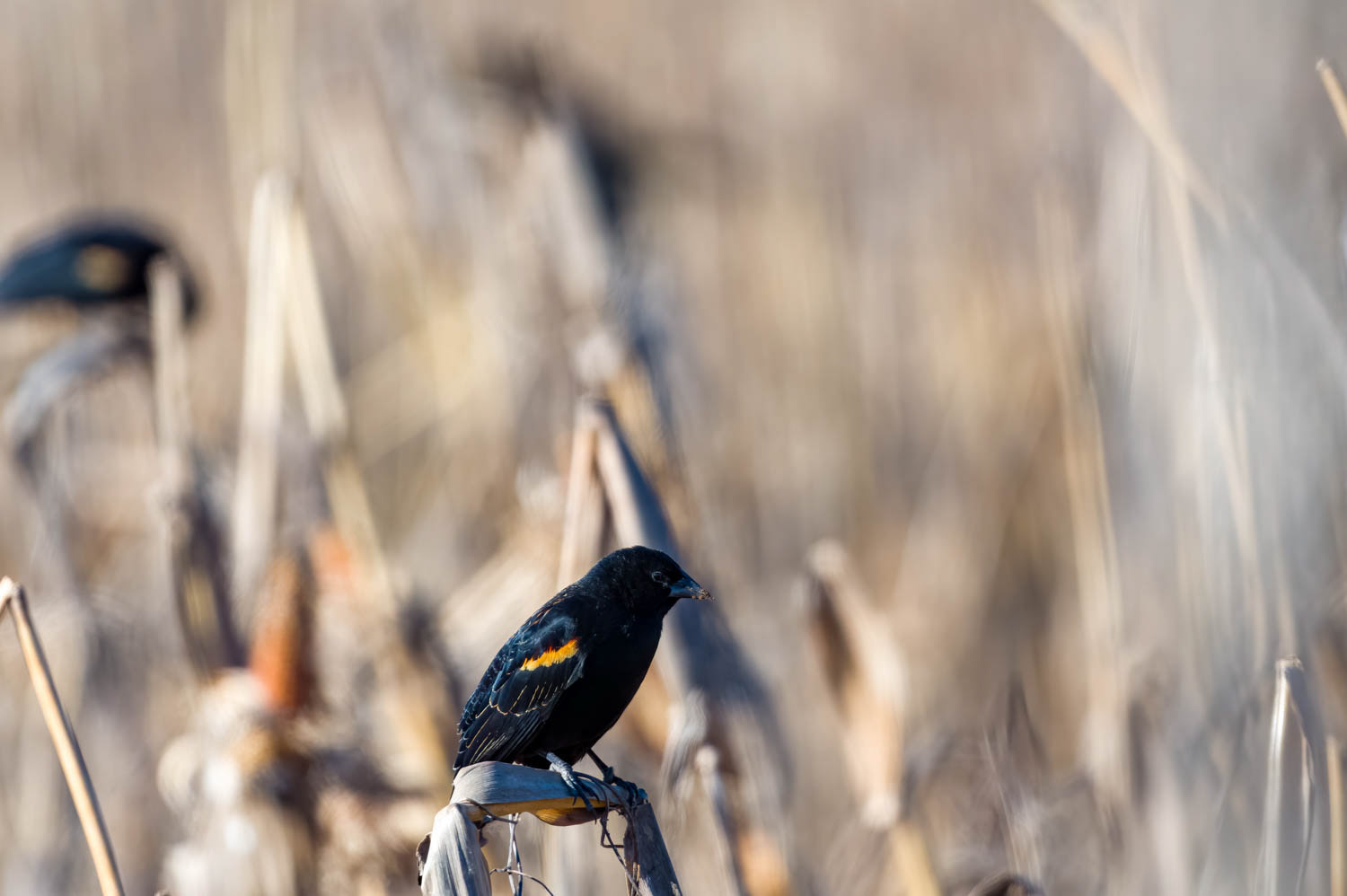Red-winged Blackbird - Male