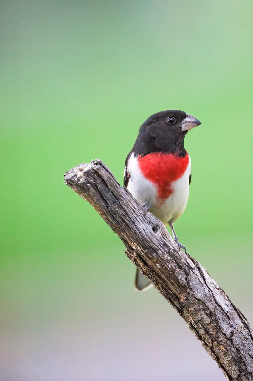 Rose-breasted Grosbeak-Male