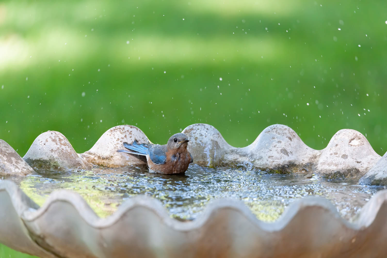 Eastern Bluebird-Female