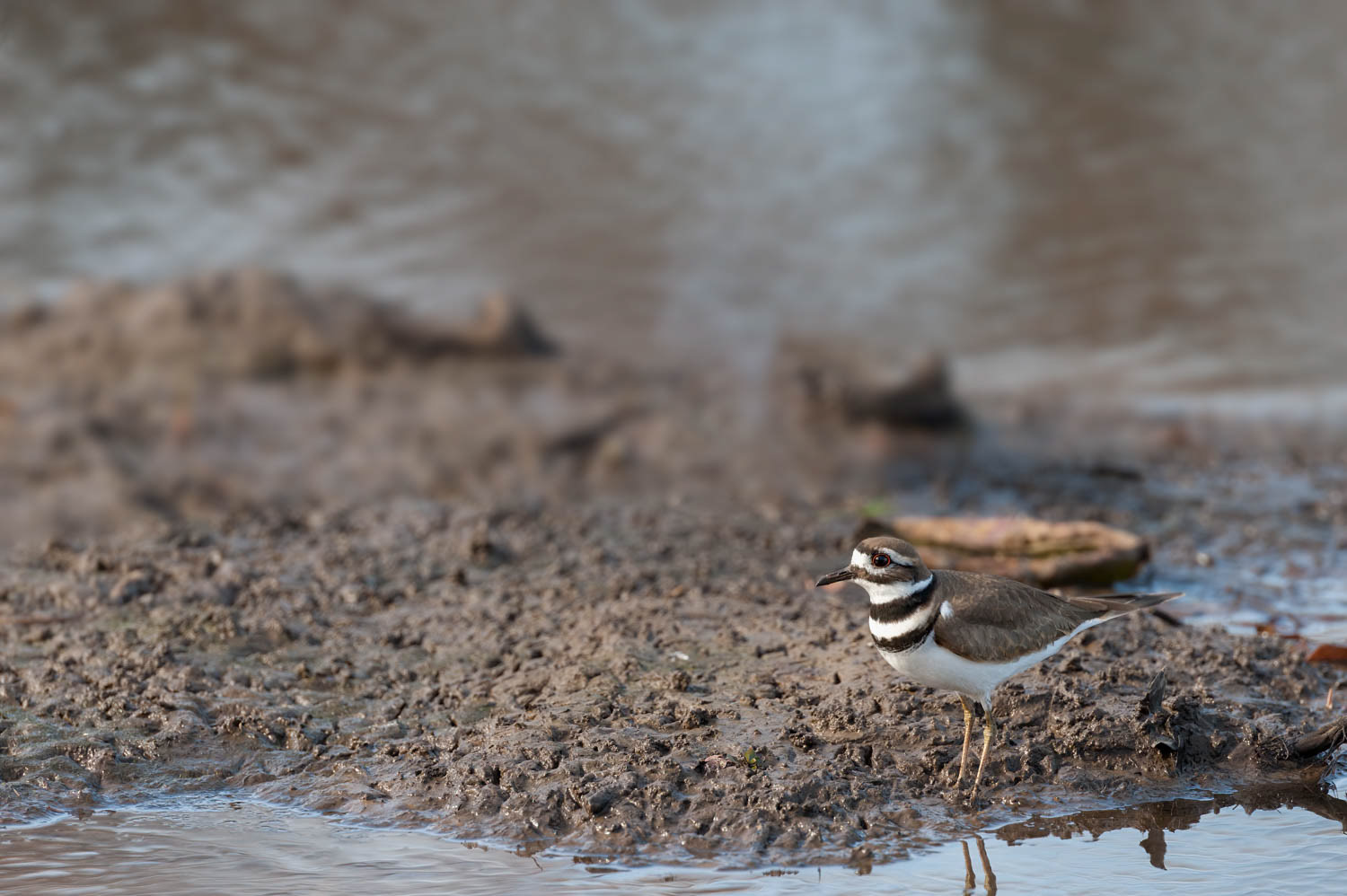 Killdeer
