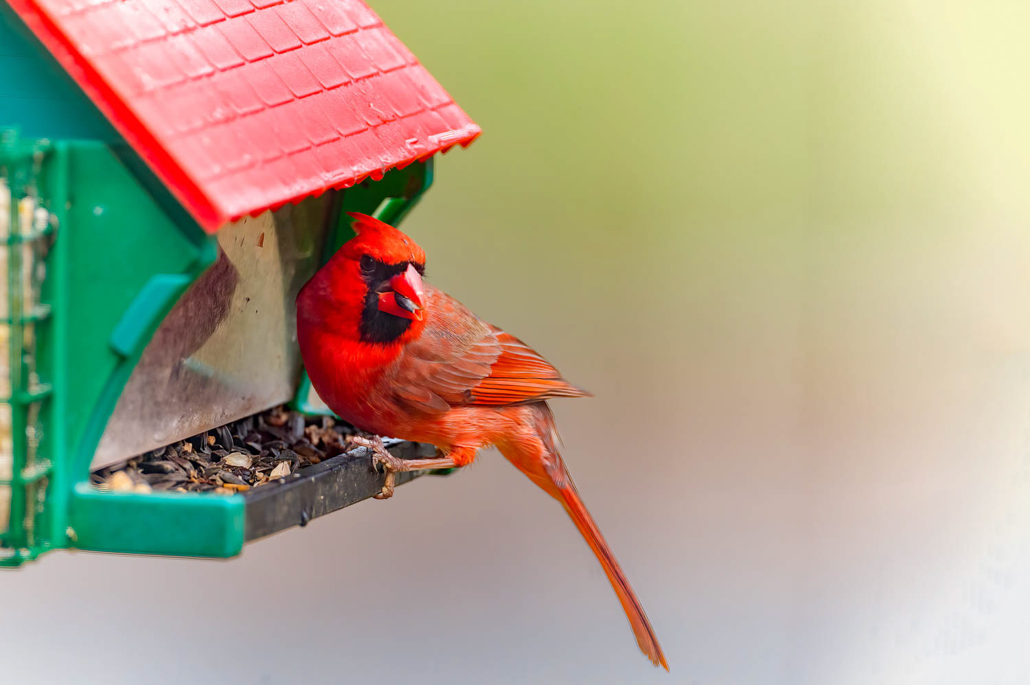 Northern Cardinal - Male