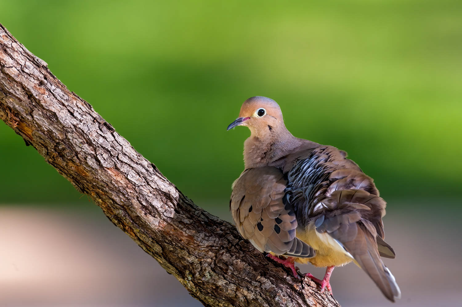 Mourning Dove