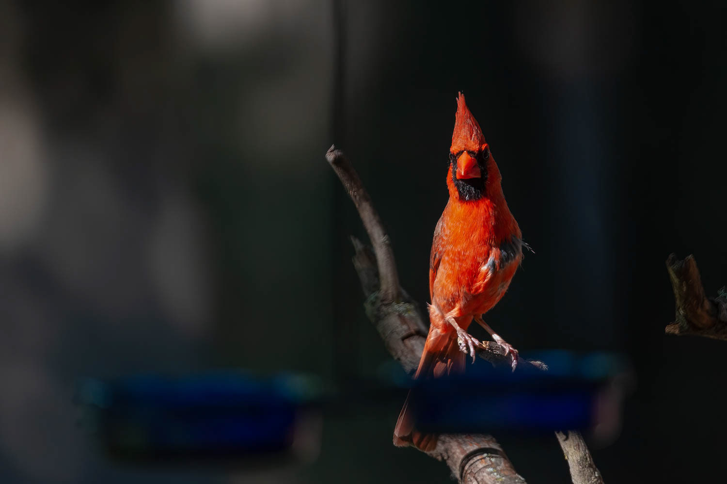 Northern Cardinal-Male