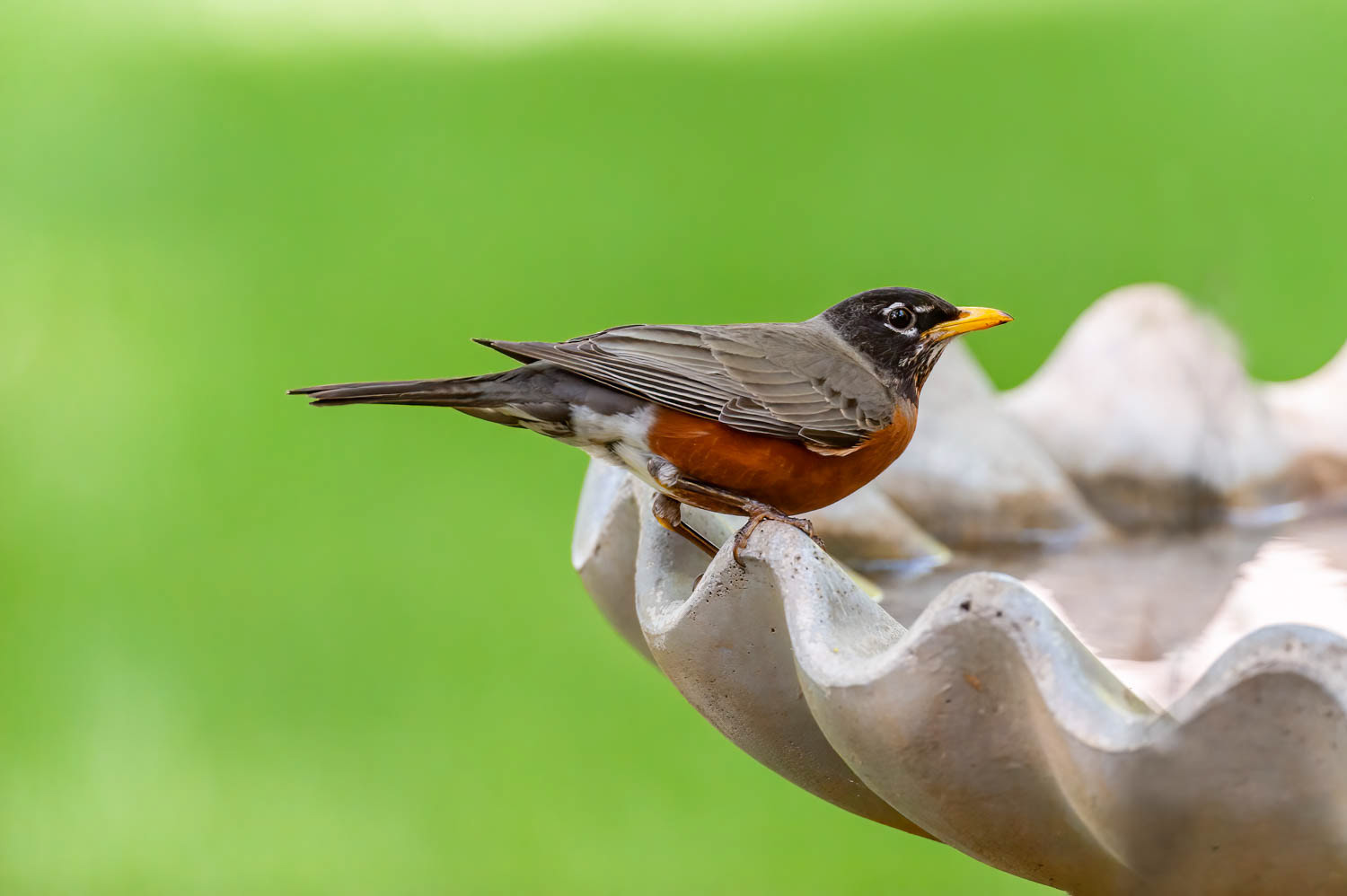 American Robin