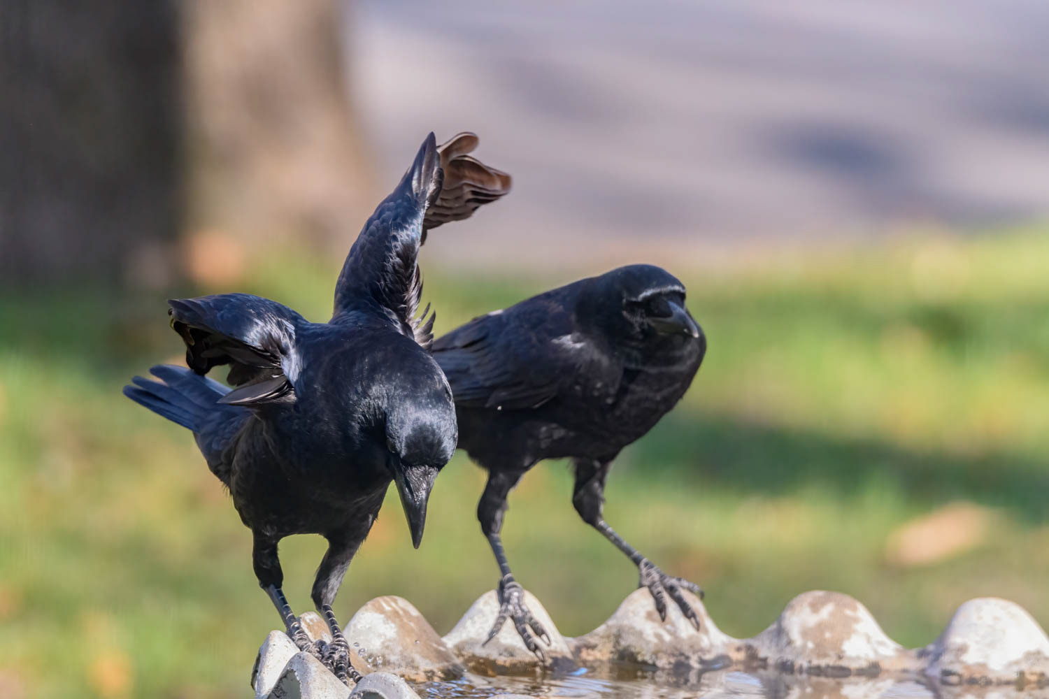 American Crows