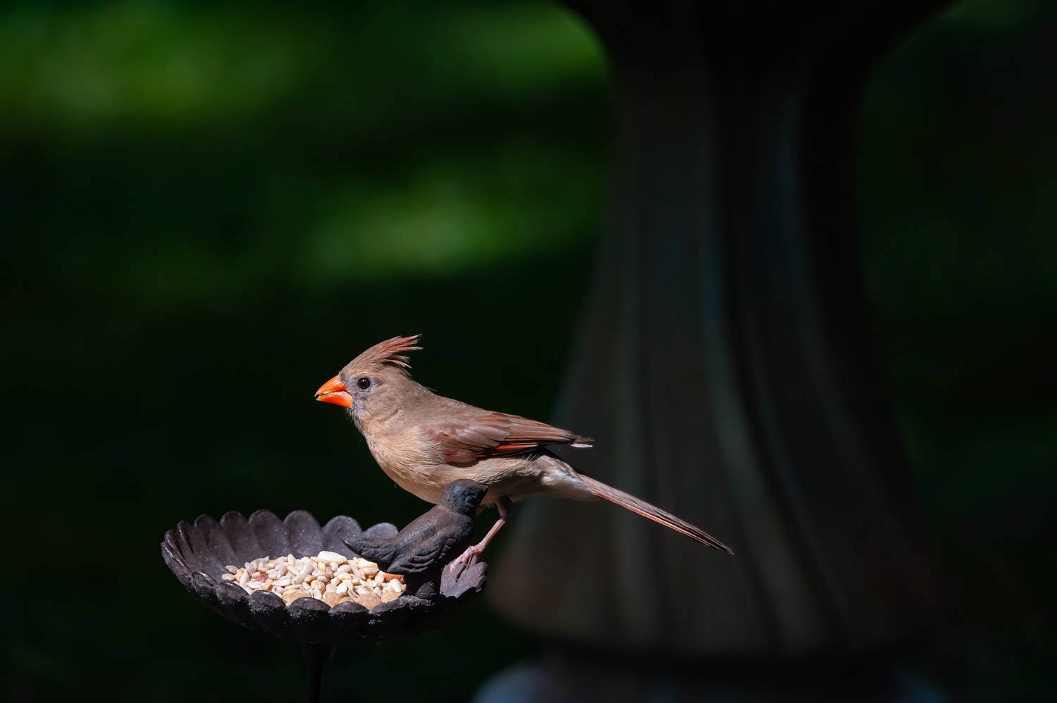 Northern Cardinal - Female