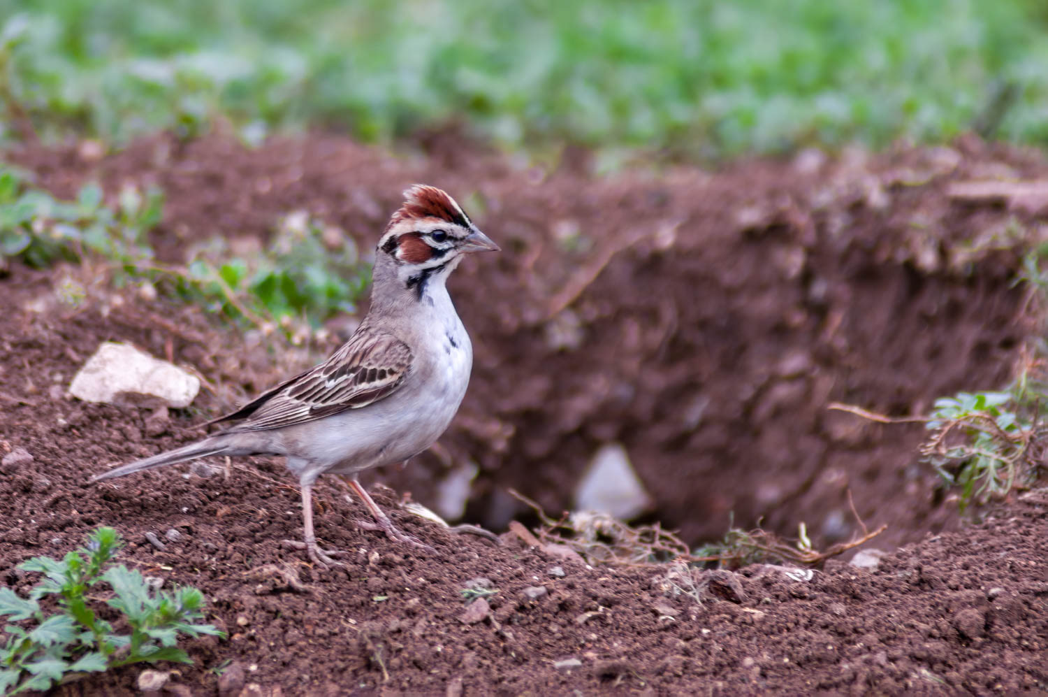 Lark Sparrow