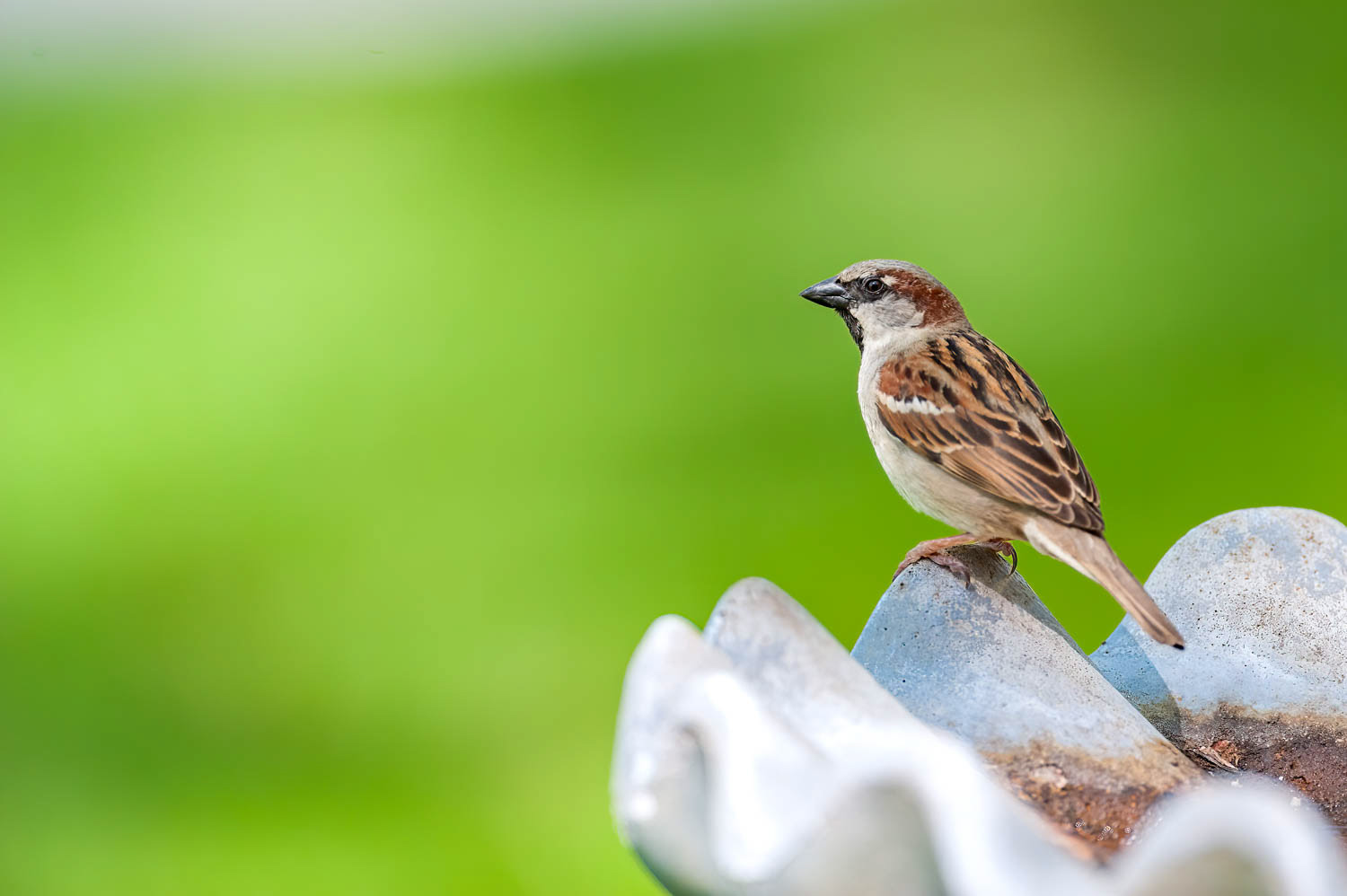 House Sparrow