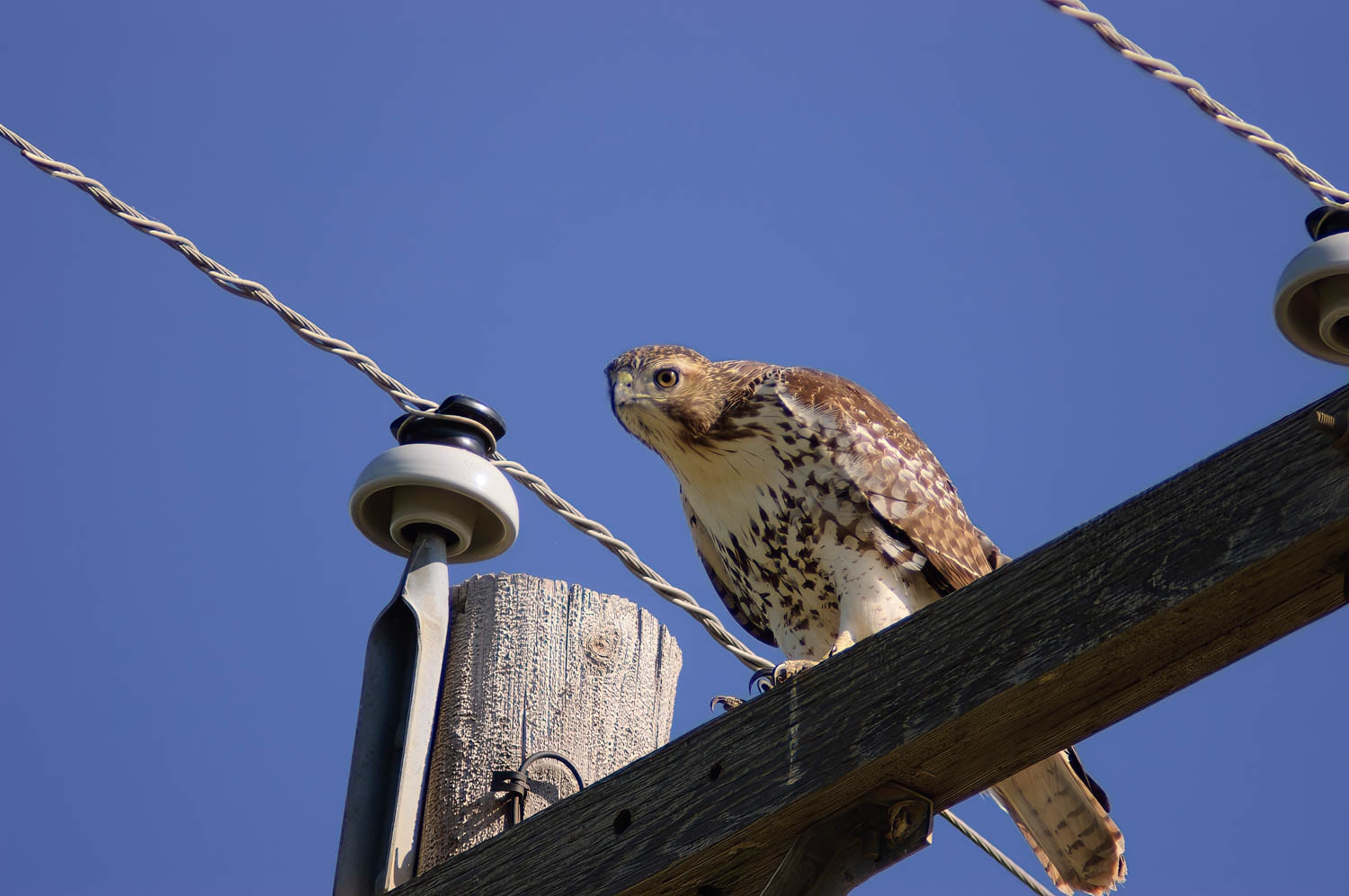 Red-tailed Hawk