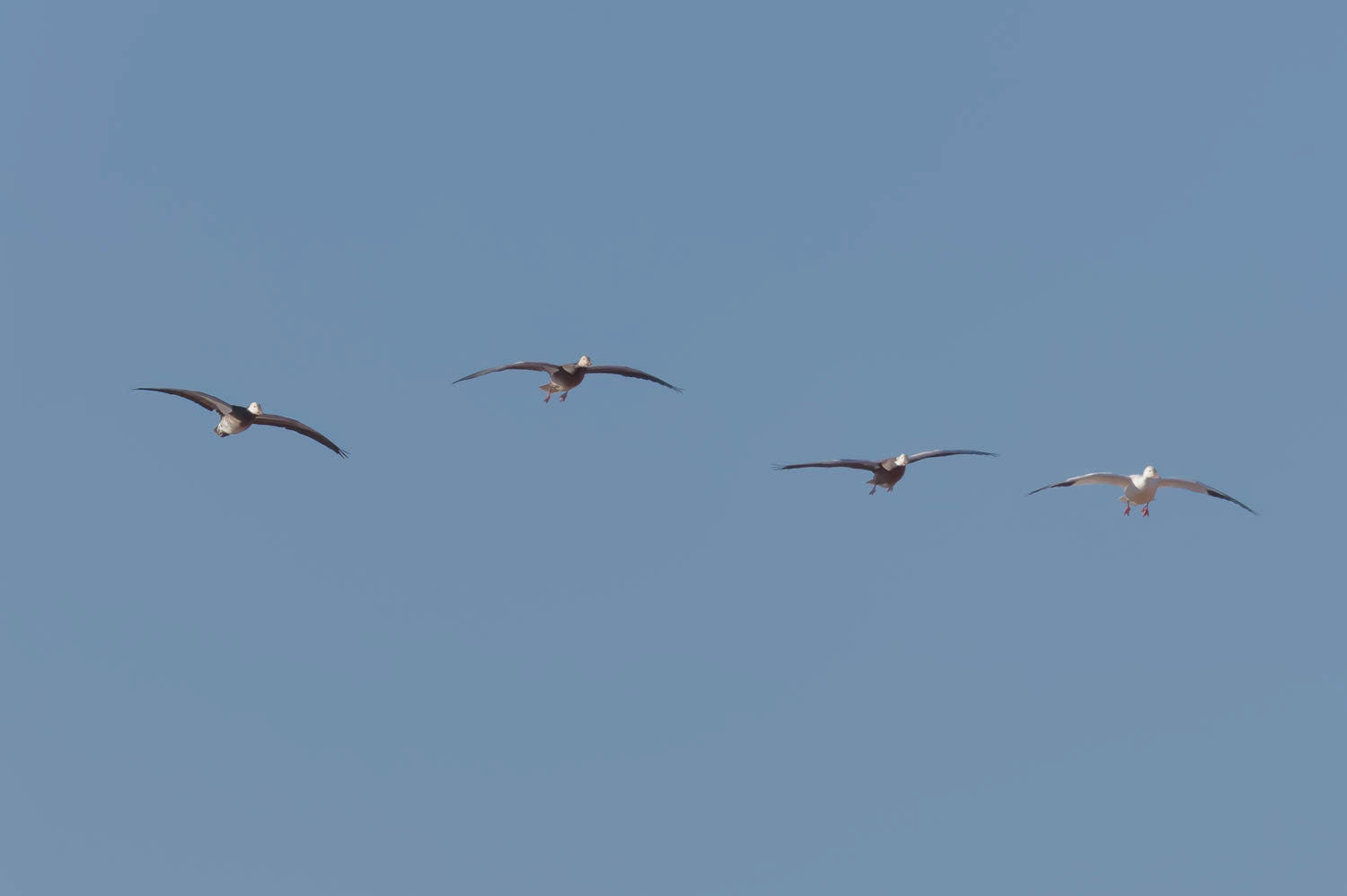 Snow Geese