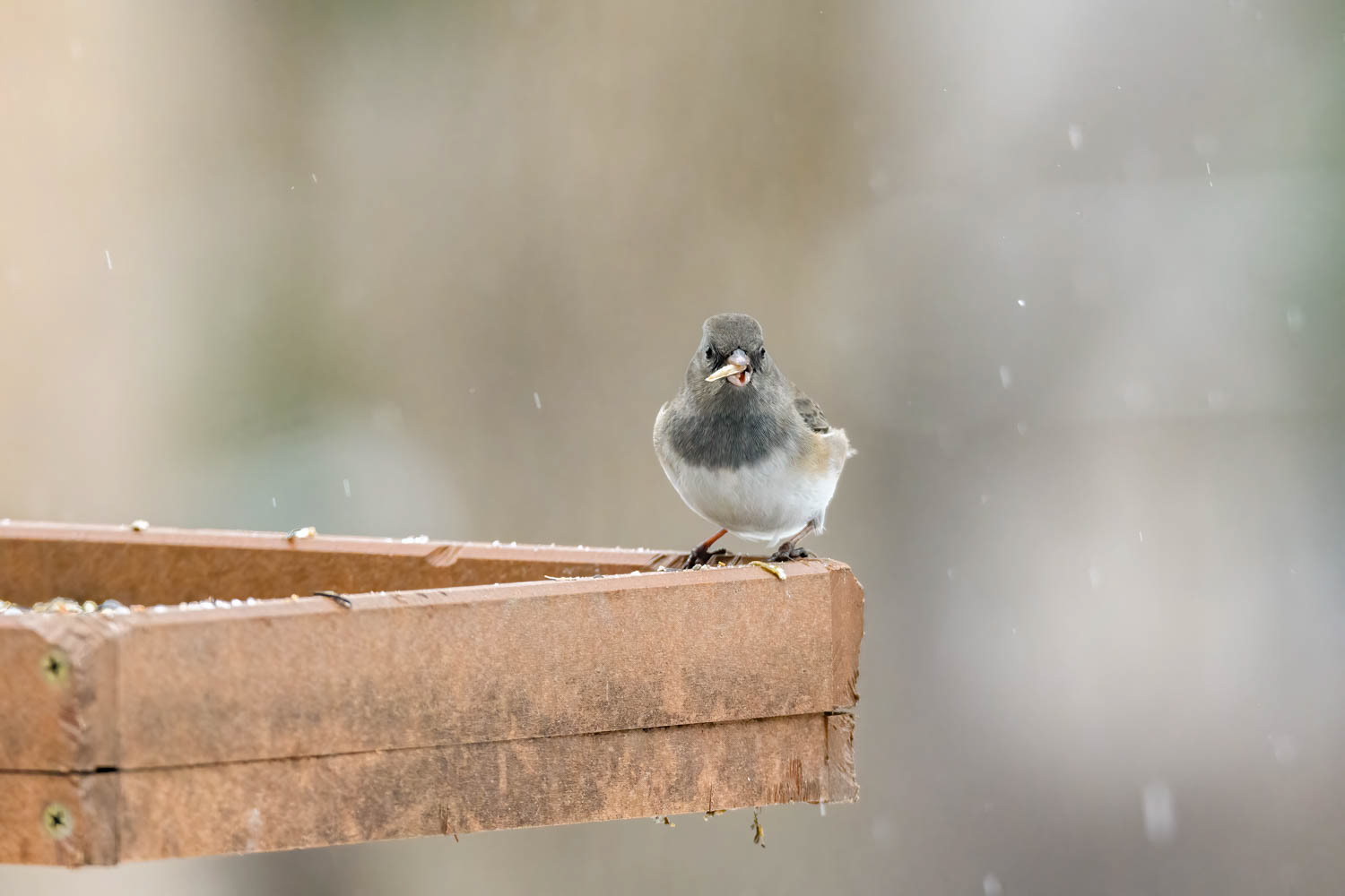 Slate-colored Junco