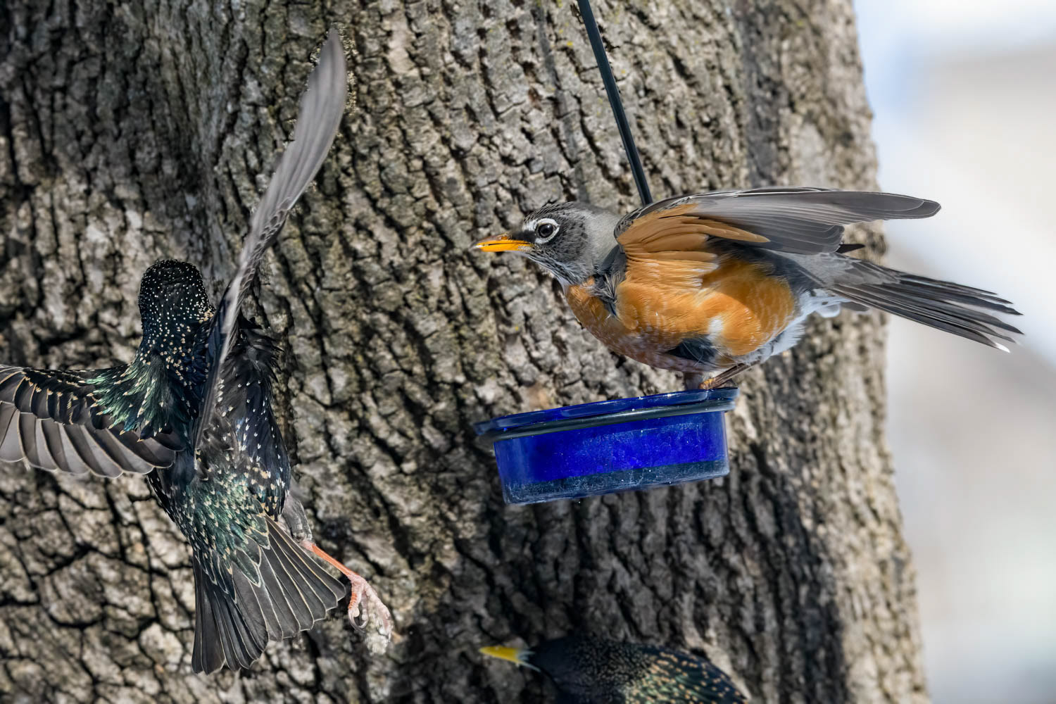 American Robin