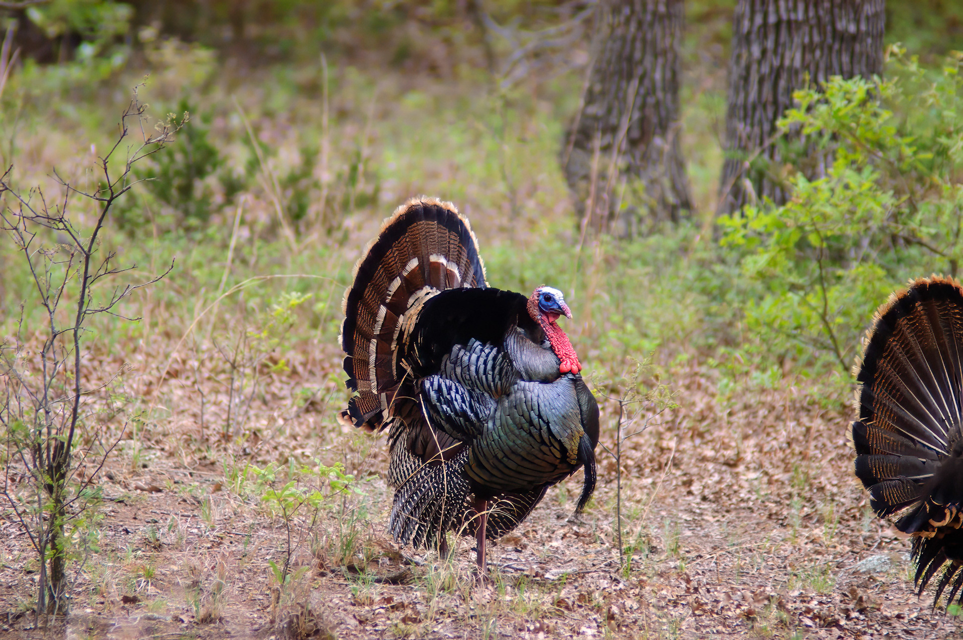 Wild Turkey