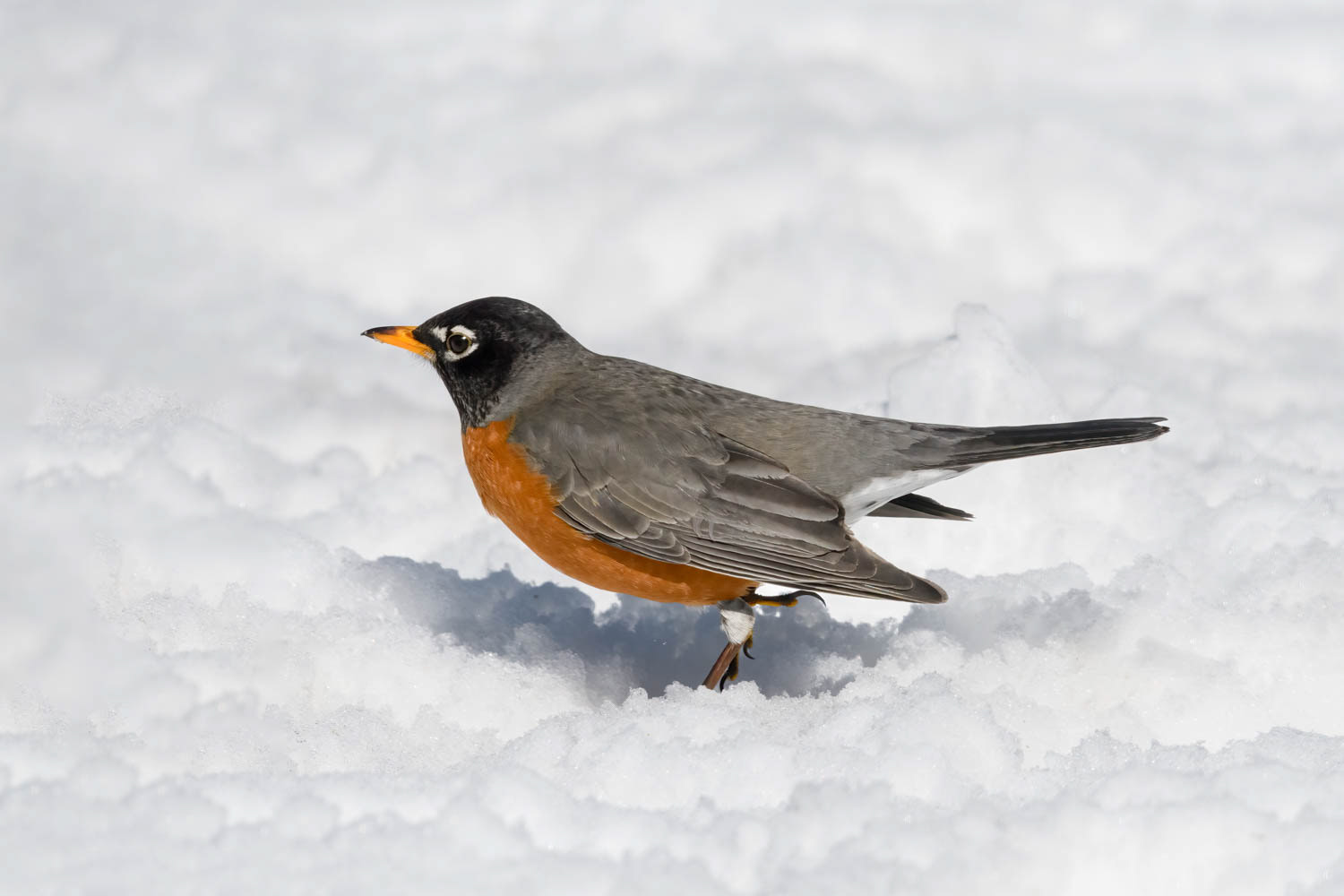 American Robin