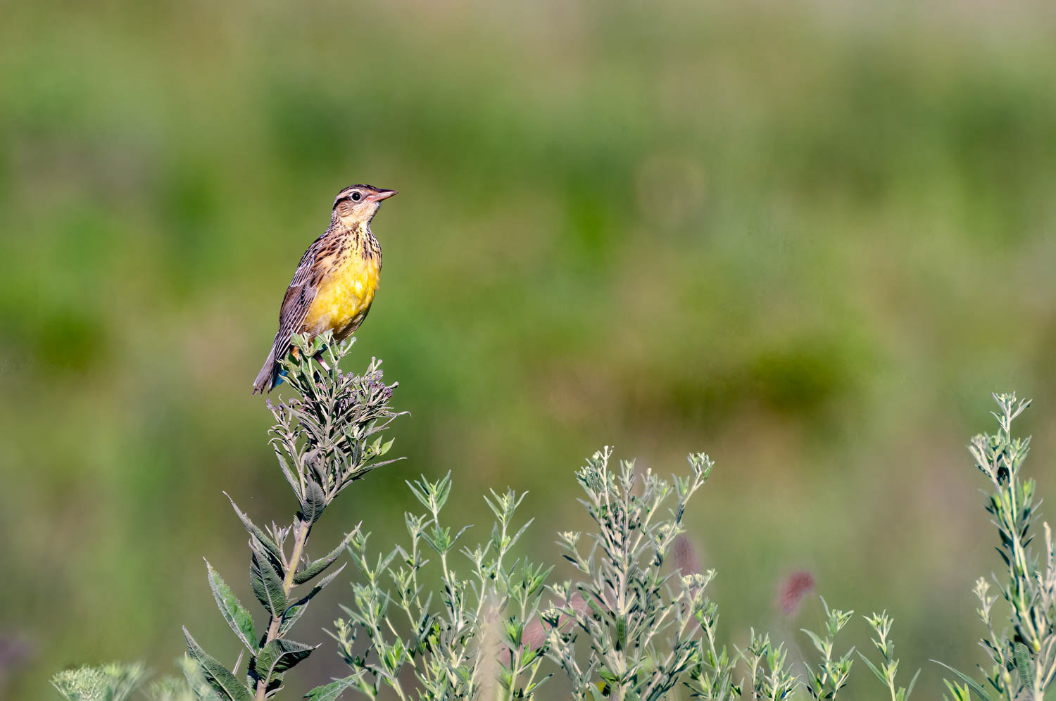 Eastern Meadowlark