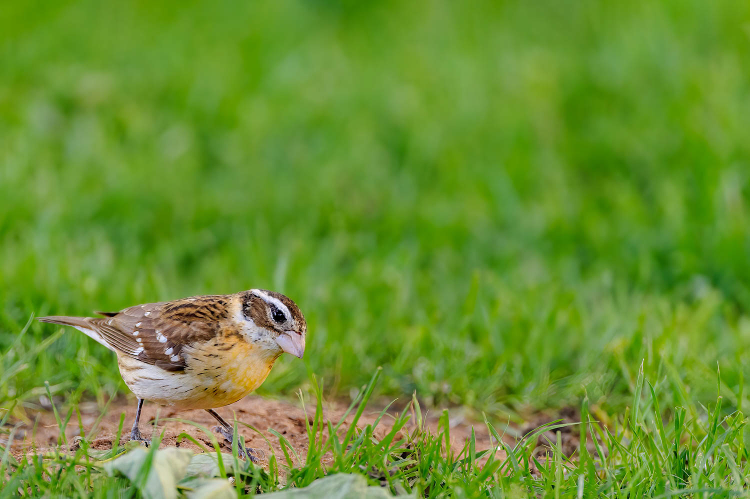 Rose-breasted Grosbeak-Female